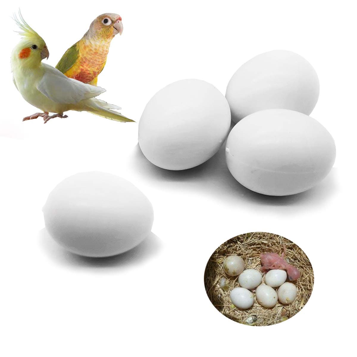 FOIBURELY 4 Pcs Solid Parrot Plastic Eggs Hatching Eggs Green Cheek, Lorikeet&Ringneck Dove, Quaker, Cockatiel. Trick The Birds to Stop Laying Eggs, Fake Eggs