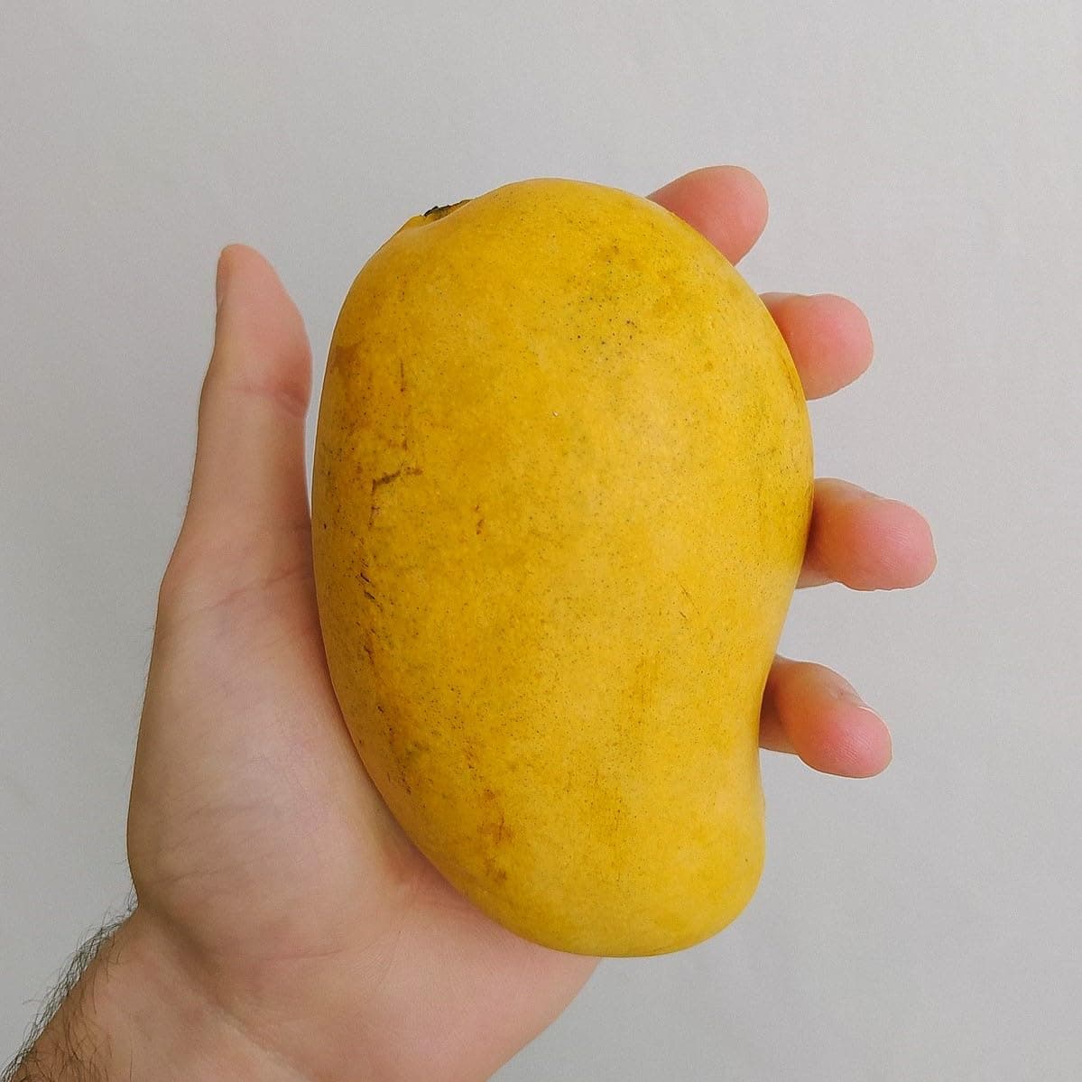 Big Grafted Mango (mangifera) Tropical Live Fruit Tree 3’-4’ ataulfo