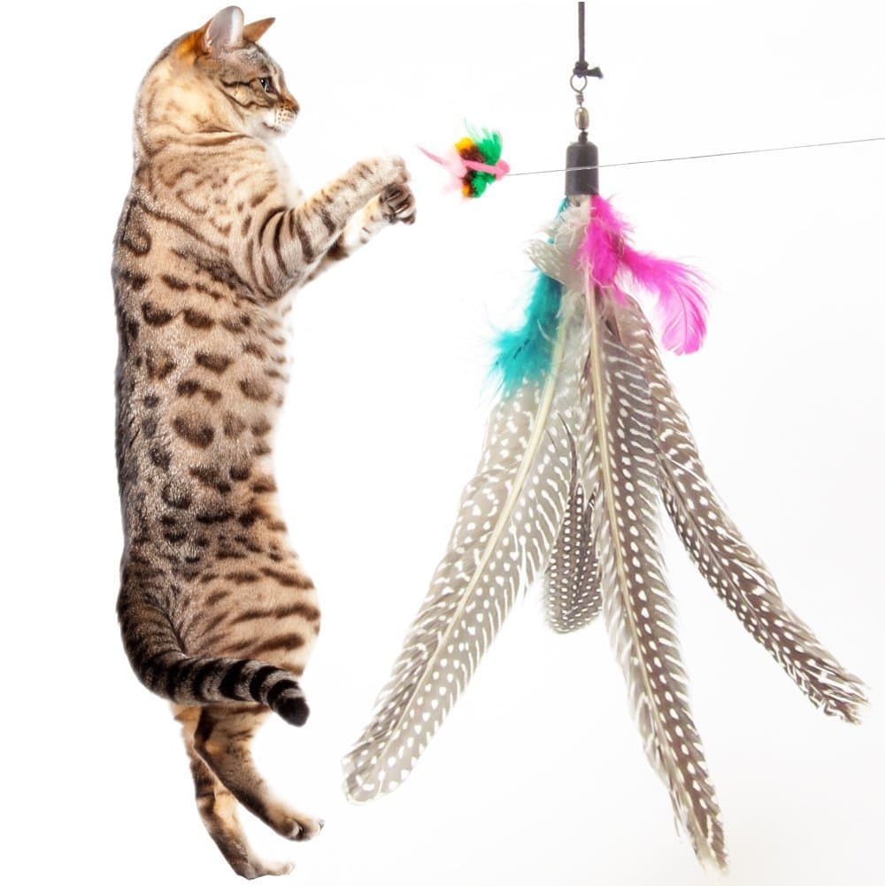 5 Pack Super Guinea Fowl Feather Refill Replacement For The Original Bird Catcher Go Cat or Da Bird! Best Interactive Cat Toy Fun Dancer Dangler Chaser Charmer Wand Fishing Pole Teaser Indoor Kittens Young Older Cats To Run Play Chase! Good Feline Exercise Training Guaranteed!