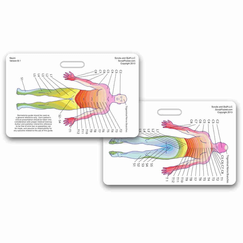Neuro Dermatome Diagram Horizontal Badge ID Card Pocket Reference Guide Neurology (1 Card)