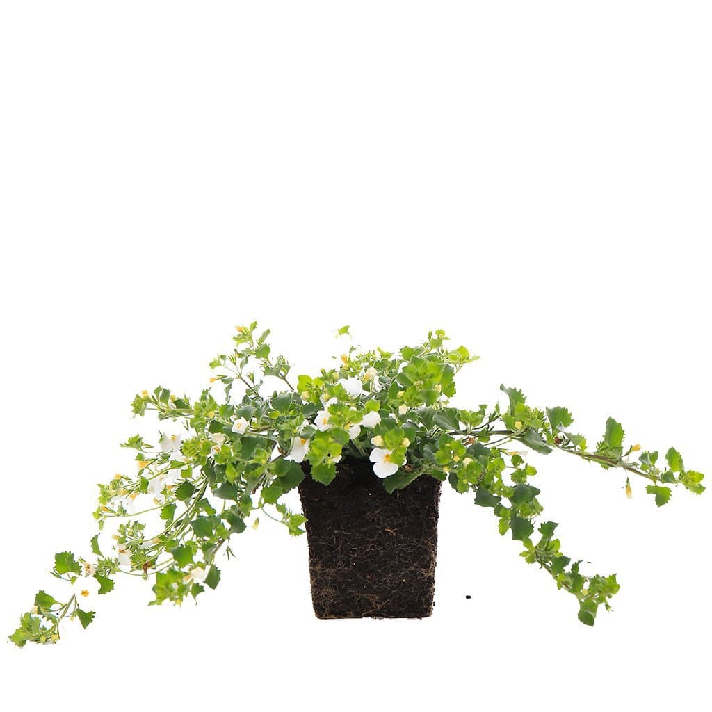 Plants by Post White Quart Bacopa Gulliver Live Plant