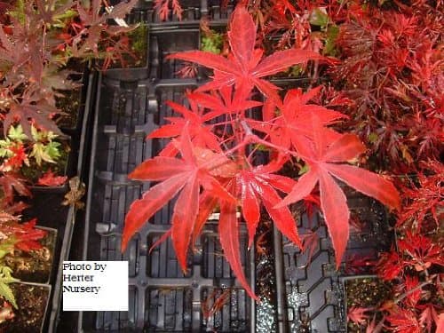 Red Cloud Bamboo Leaf Japanese Maple - 1 Year Graft