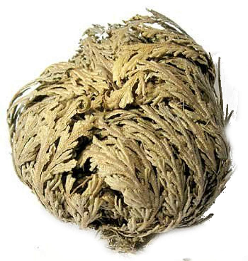 AzureGreen Jericho Flowers (1 Flower)