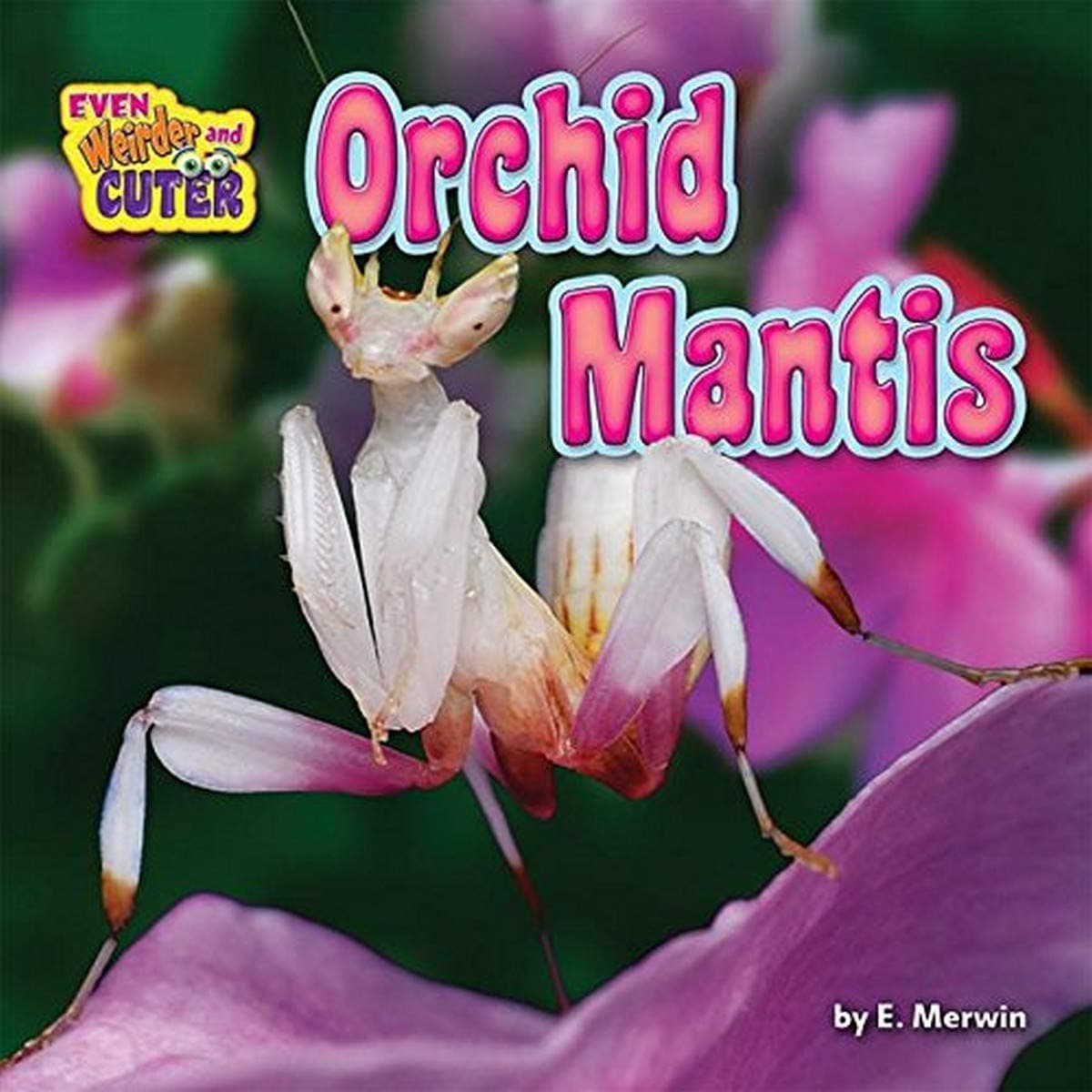 Orchid Mantis (Even Weirder and Cuter)