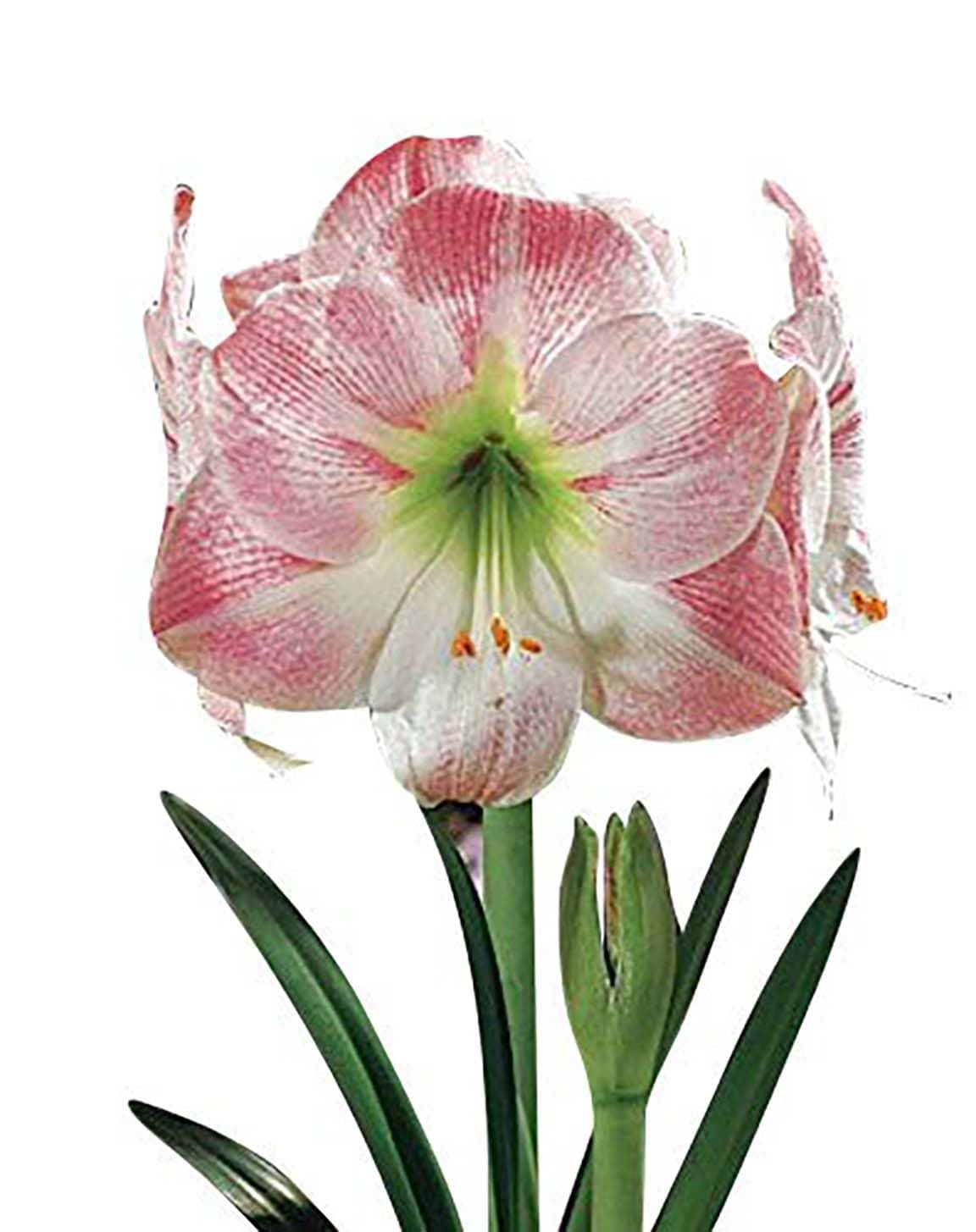 Apple Blossom Amaryllis – 28-30 cm Bare Root Bulb – 2-3 Stalks with Pink and White Flowers – Ideal for Indoor & Outdoor Planting – Easy to Grow Amaryllis Bulb