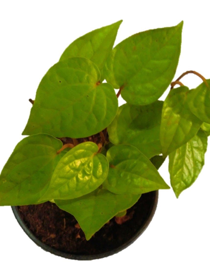 Klassic Classic Maghai Paan Plant