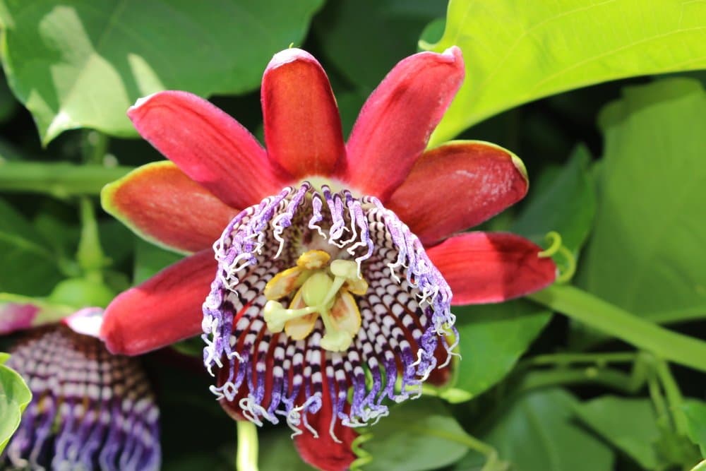 Fragrant Granadilla - Passiflora alata 5 Seeds