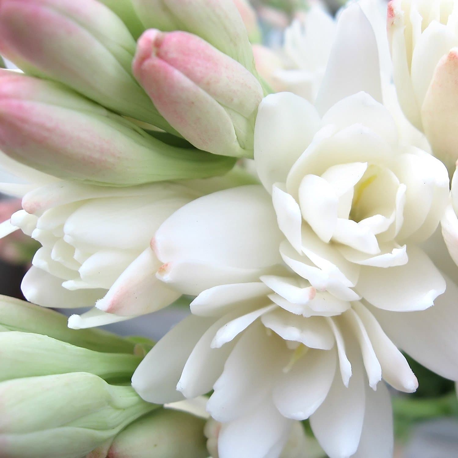 Mytree Double Tuberose Bulbs Clumps - 3 Extra Large Clumps - Fragrant