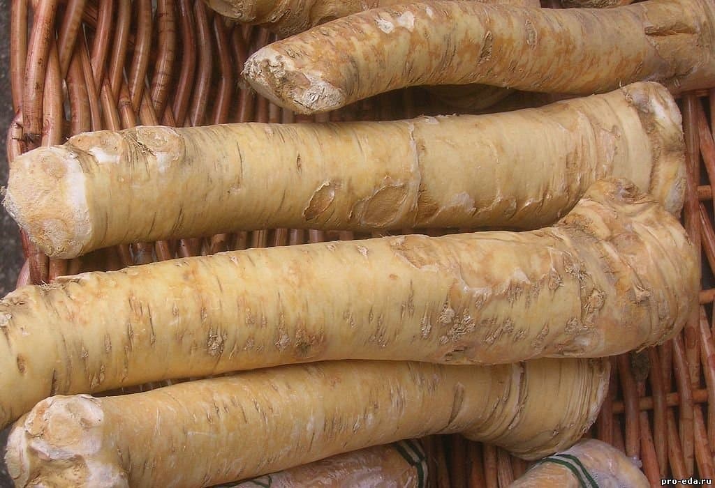 Root Katran (horseradish) Seeds Heirloom Vegetable