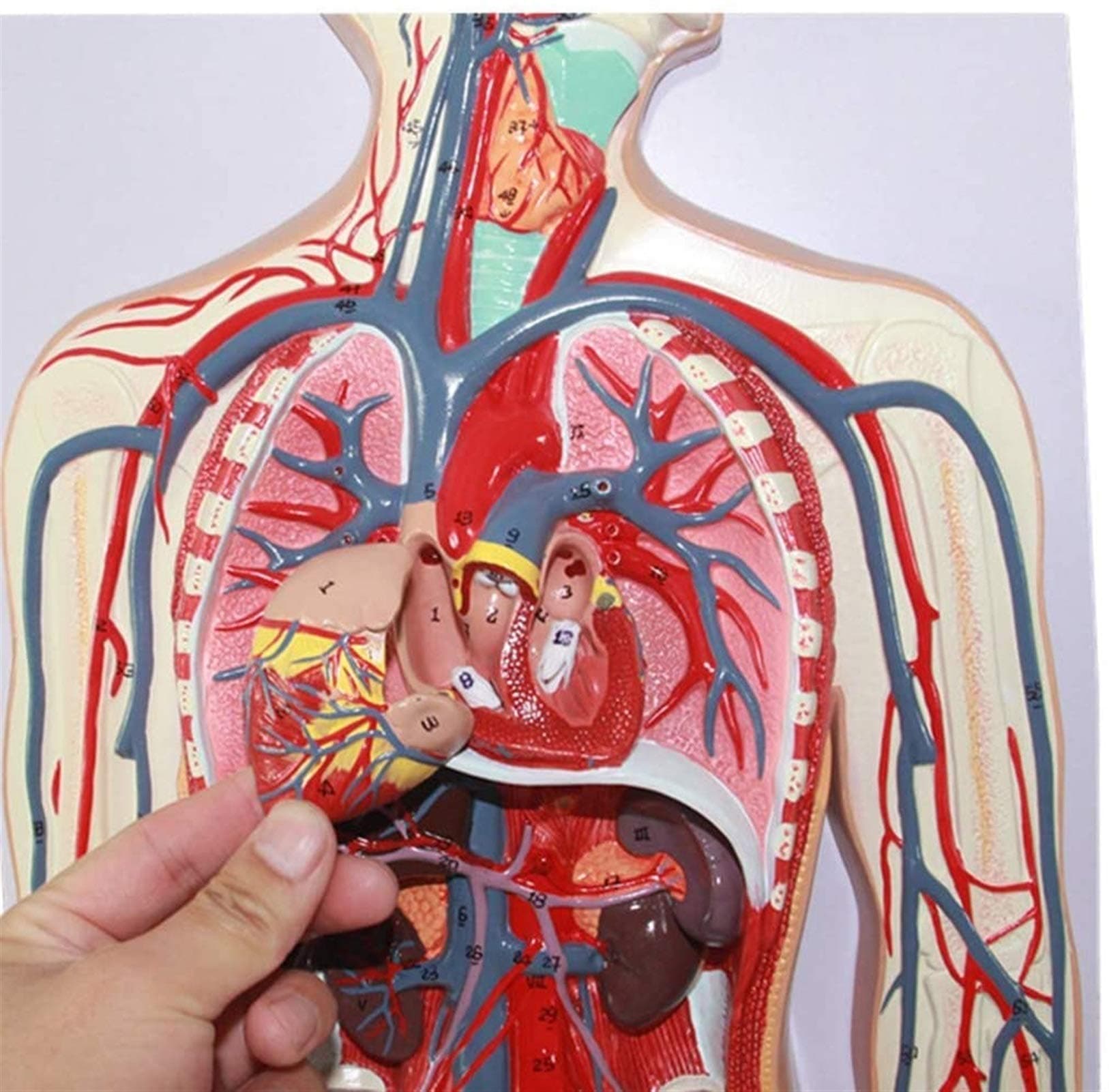 Study Model HAnatomy Model - HBlood Circulatory System Model -Arterial and Venous Anatomy - Medical Equipment Teaching Aids,Medical Models & Educational Materials