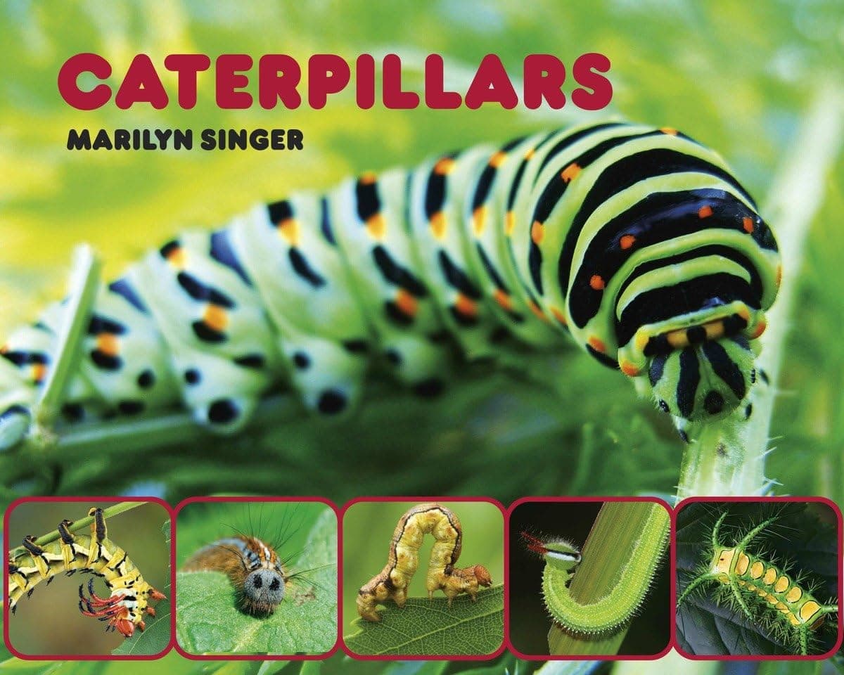 Caterpillars Hardcover – July 1, 2011