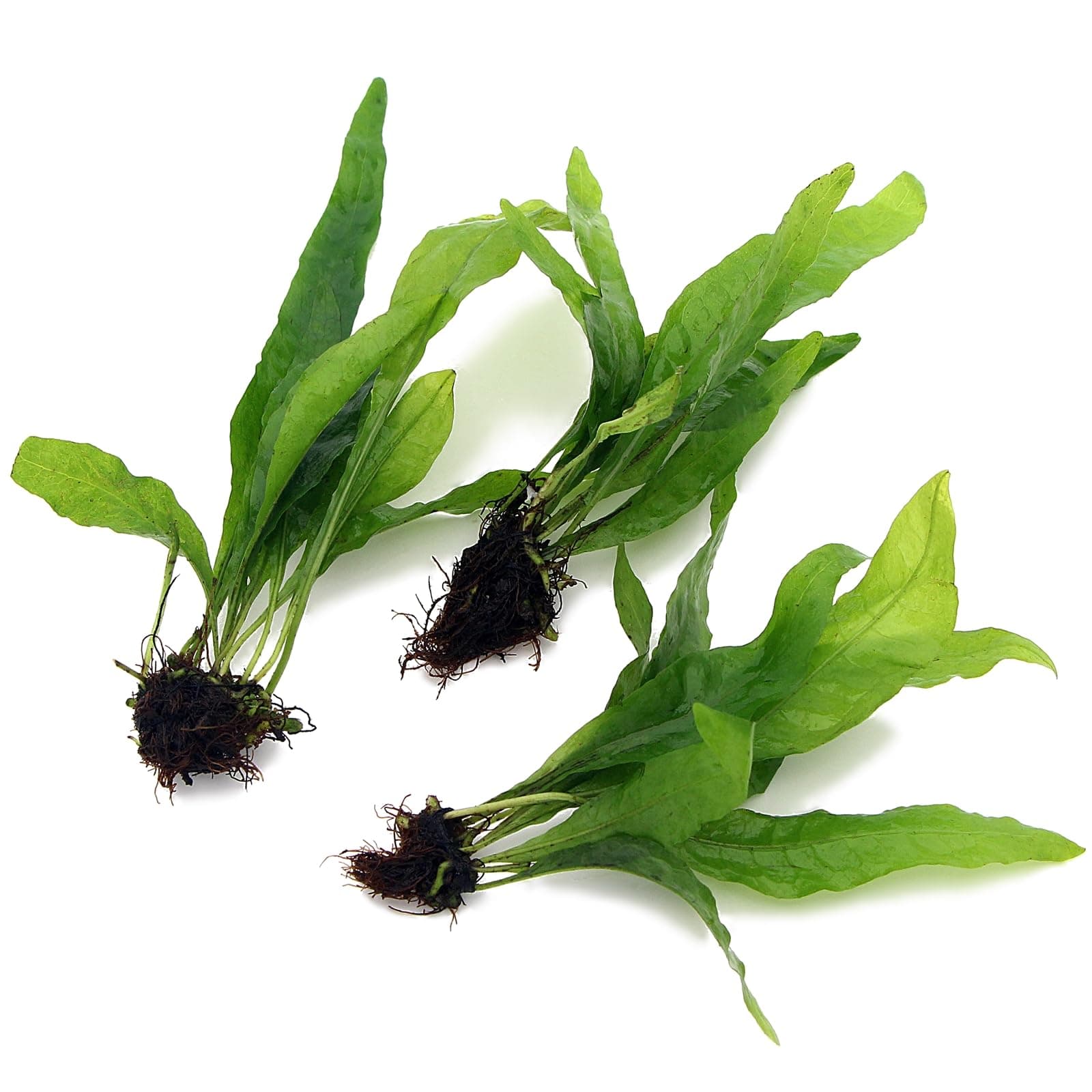 3X Bunches Java Fern Live Aquarium Plants Microsorum Pteropus Rhizome K2AQUA