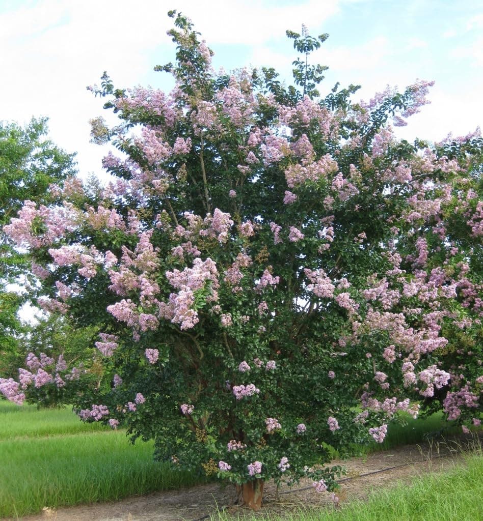 Large APALACHEE Crape Myrtle, 3-4ft Tall When Shipped, Matures 20ft, 1 Tree, Beautiful Light Lavender (Shipped Well Rooted in Pots with Soil)