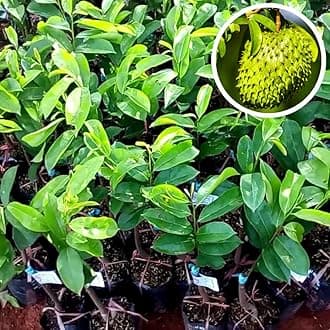 Soursop Tree Live Plant for Planting, Sweet Soursop Plant Live 5-9 Inch Tall, No Pot, Annona Muricata Giant Soursop Fruit Tree Plant