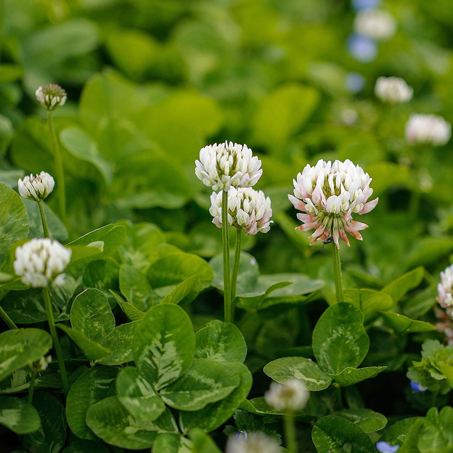 100 White Clover Leguminosae Flower Seeds