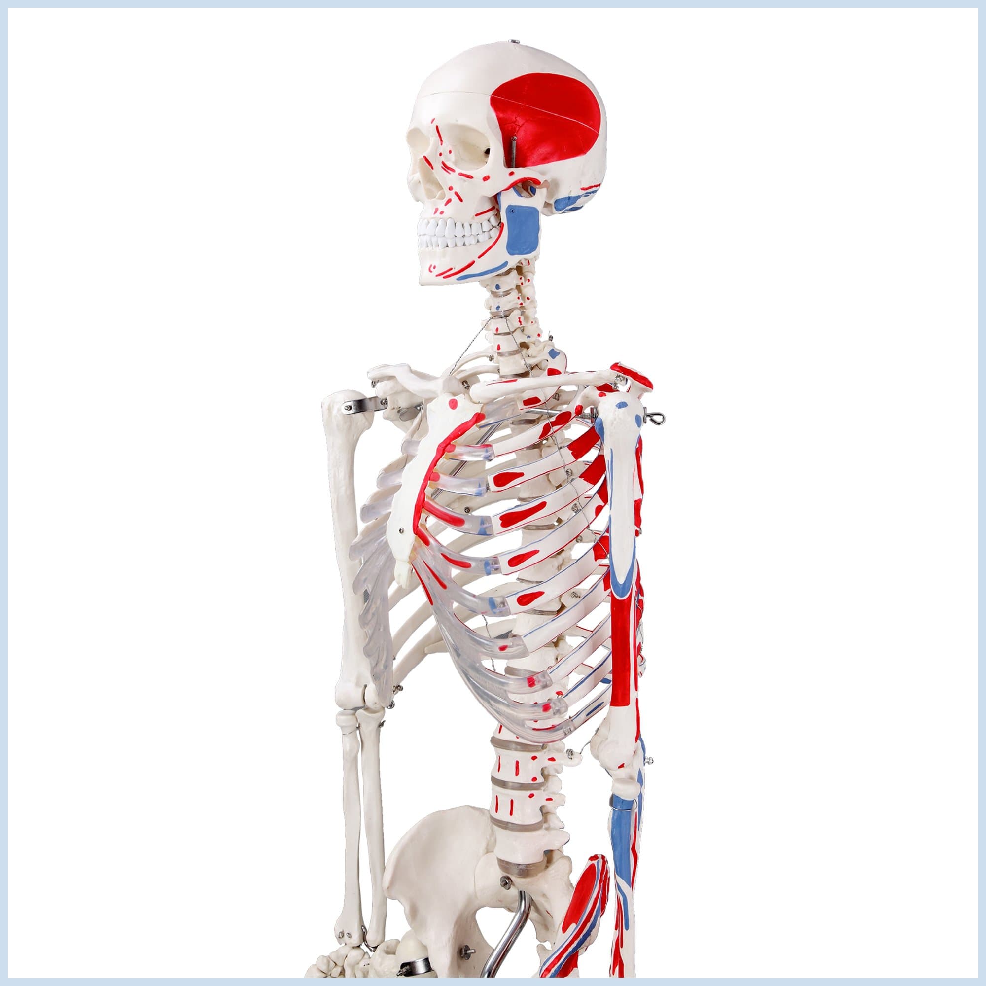 Cranstein E-112 Human skeleton model with muscle painting