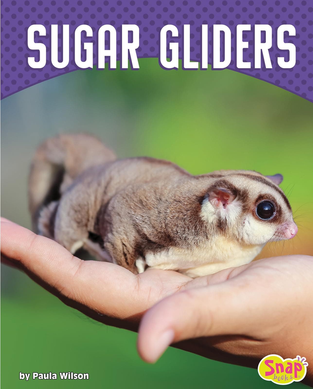 Sugar Gliders (Cute and Unusual Pets)