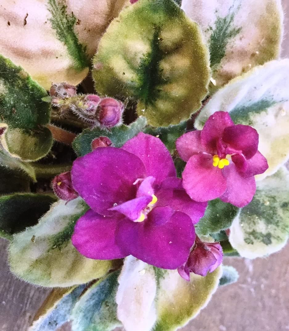 Collection of Five Different African Violet Plug Plants