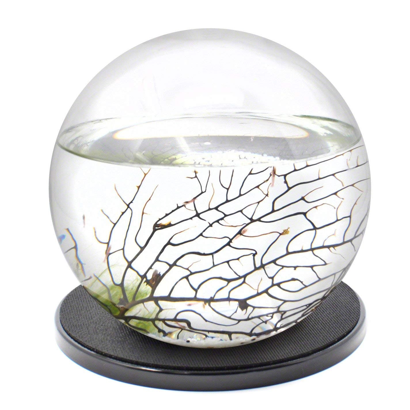 EcoSphere Closed Aquatic Ecosystem, X-Large Sphere, w Base