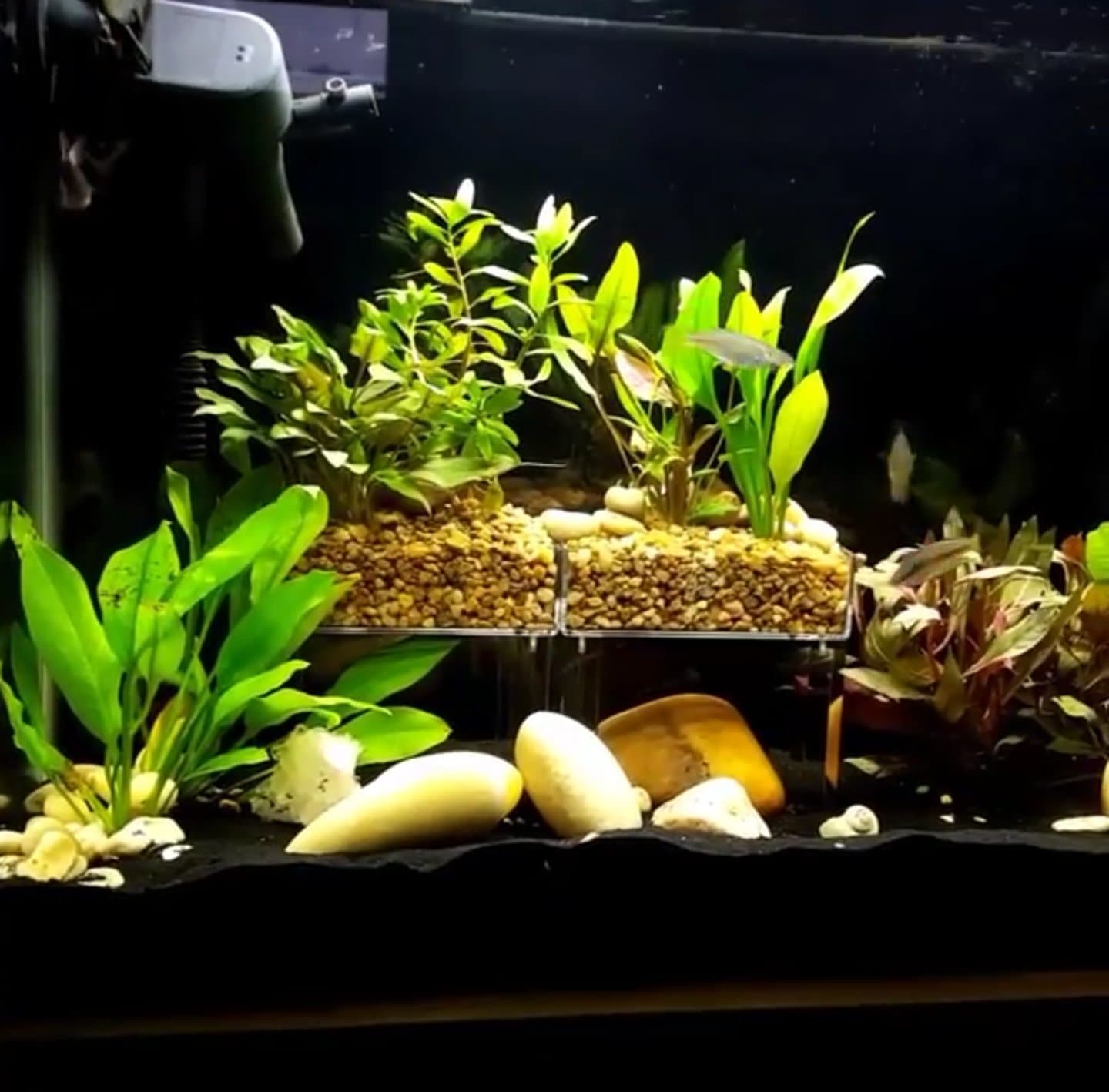 Eco Level (Medium) Aquarium/Terrarium shelf system, Reptile/Turtle Dock. 30 gallon and up.