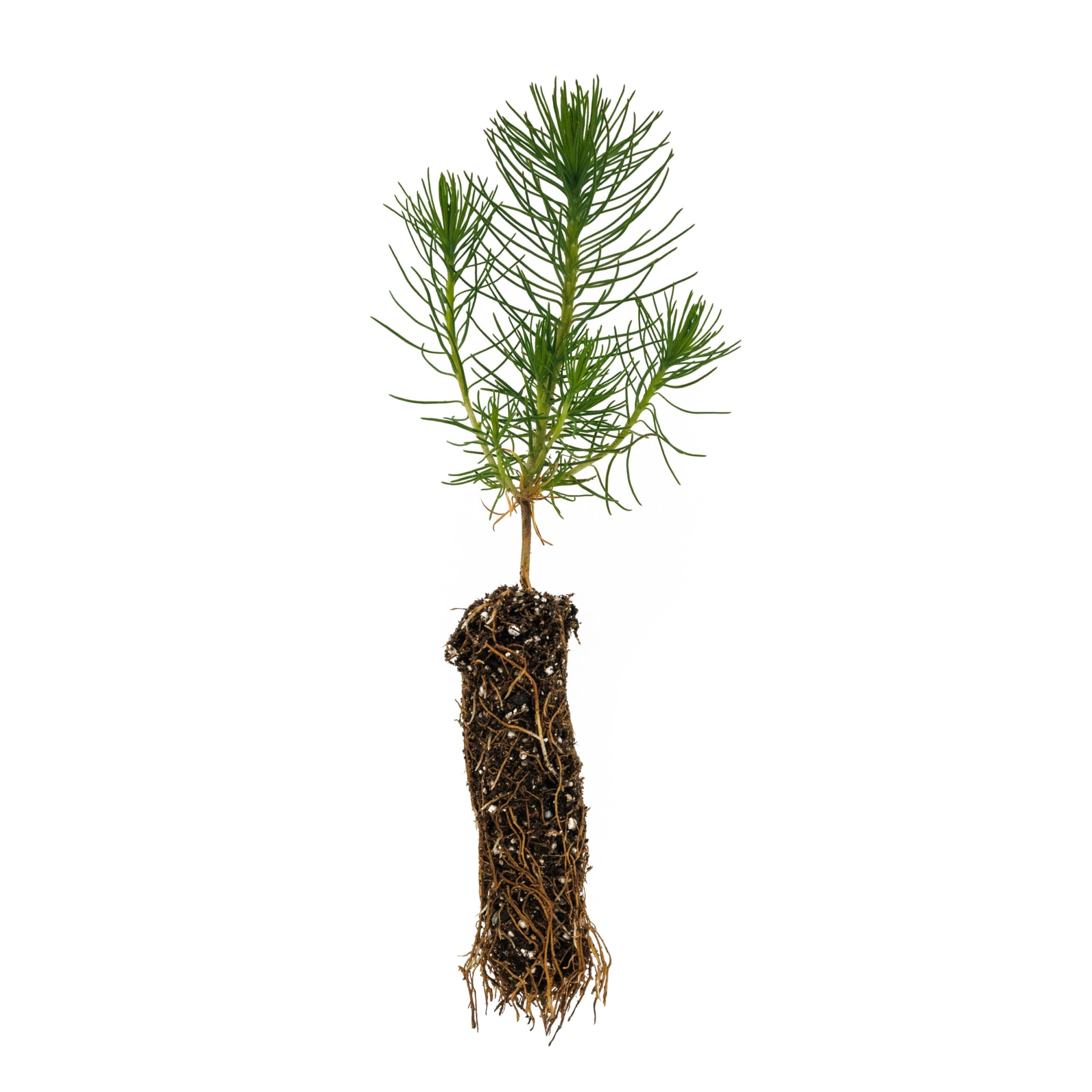 Shore Pine | Small Tree Seedling | The Jonsteen Company