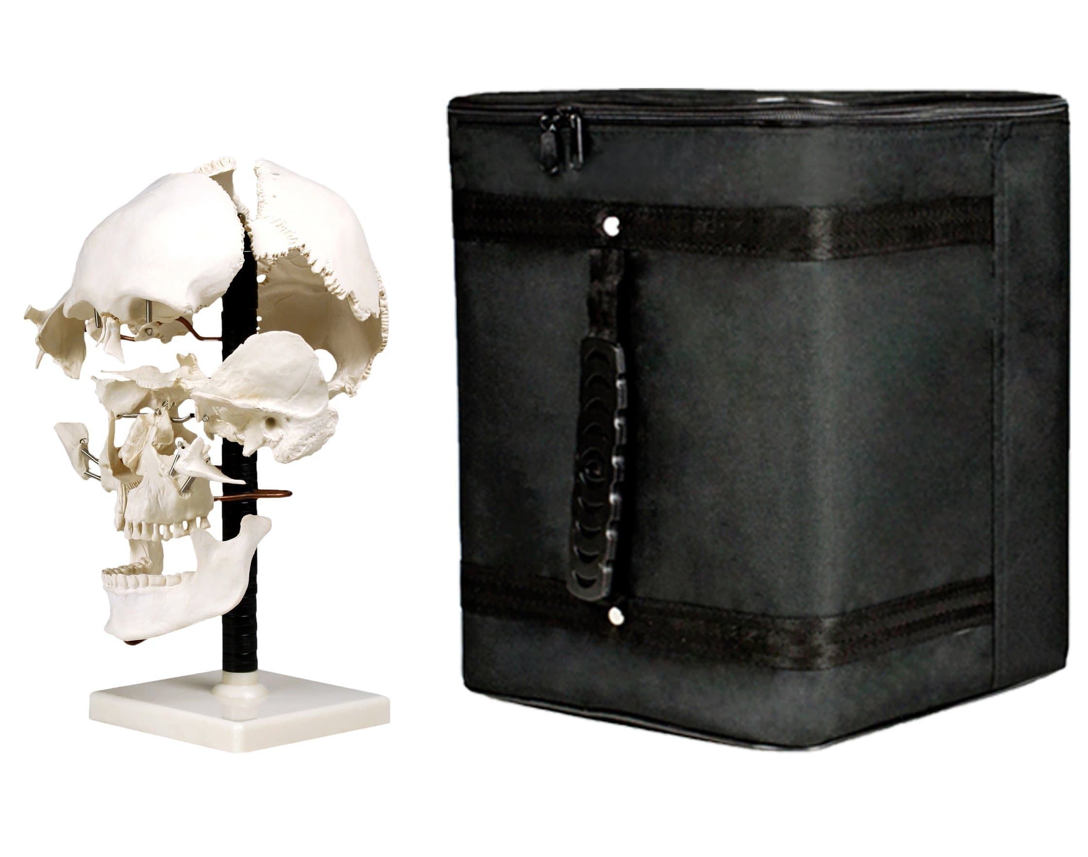 Vision Scientific VAL250-CC3 Life Size Beauchene Model | “Exploded” to Show How Bones Fit Together | Disarticulated, Mounted on Wire to Retain Spatial Relationship | W Key Card and Carrying Case