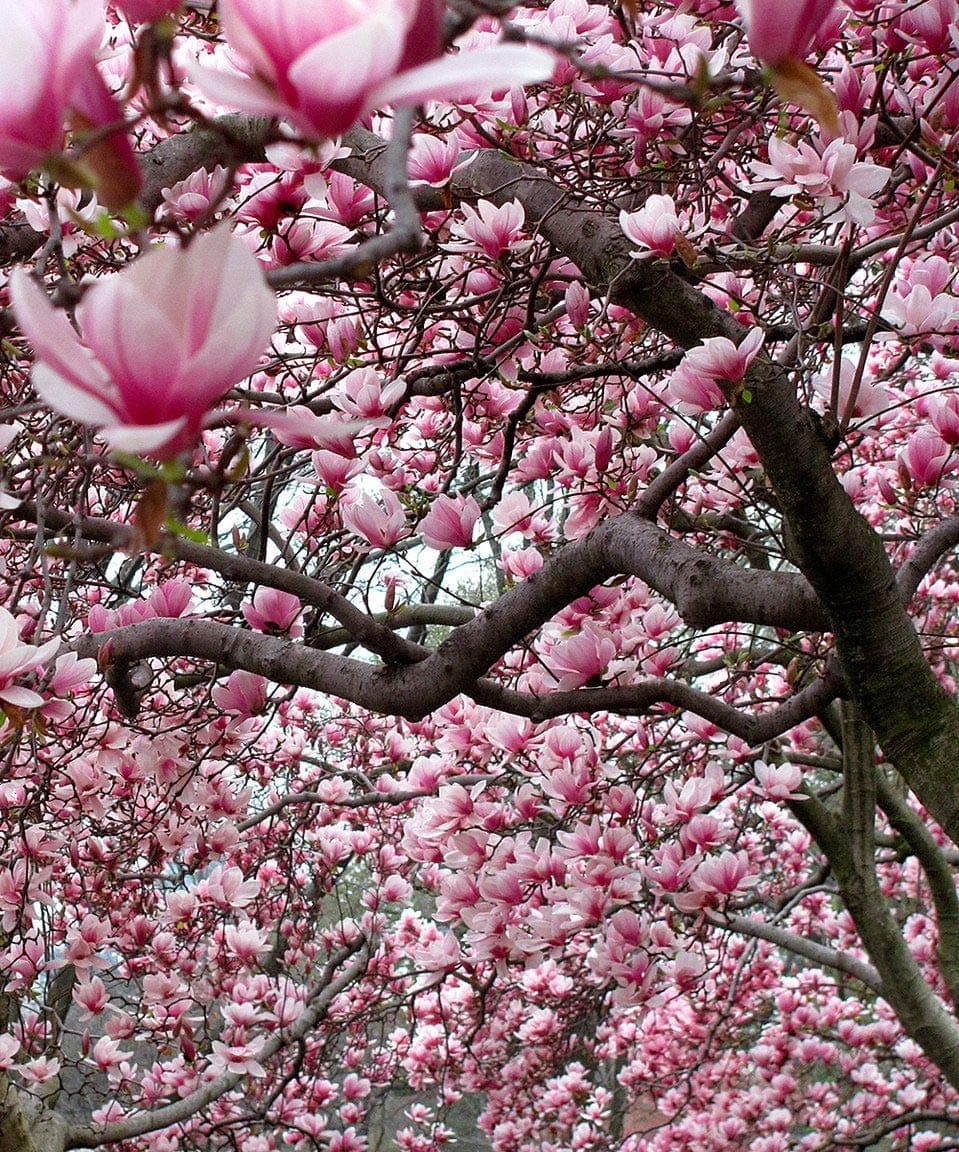 1 Ann Magnolia Shrub Tree 8-16"…