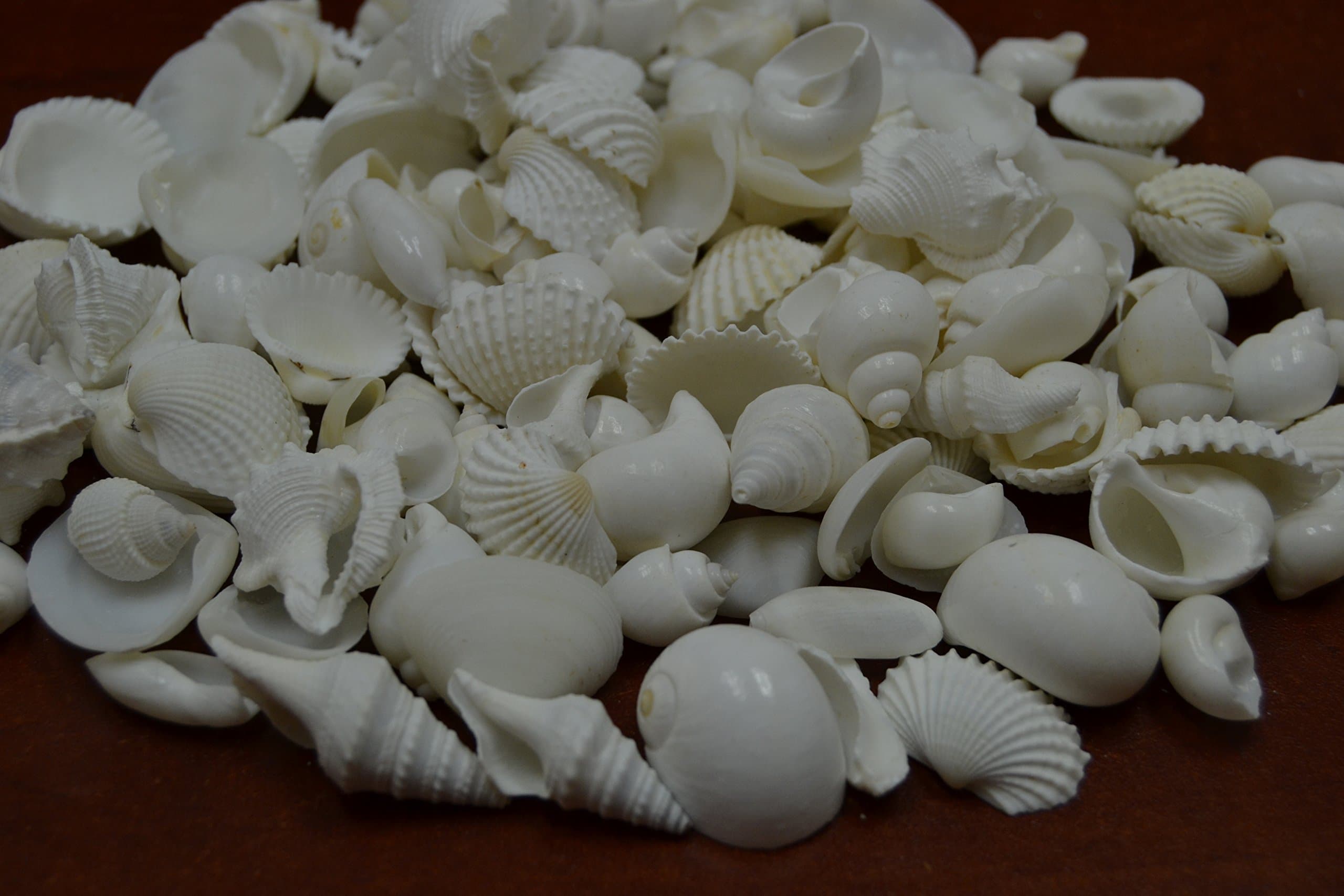 100+ Pcs Assort Mix White Sea Shell Wedding Beach Decor 1 Pound