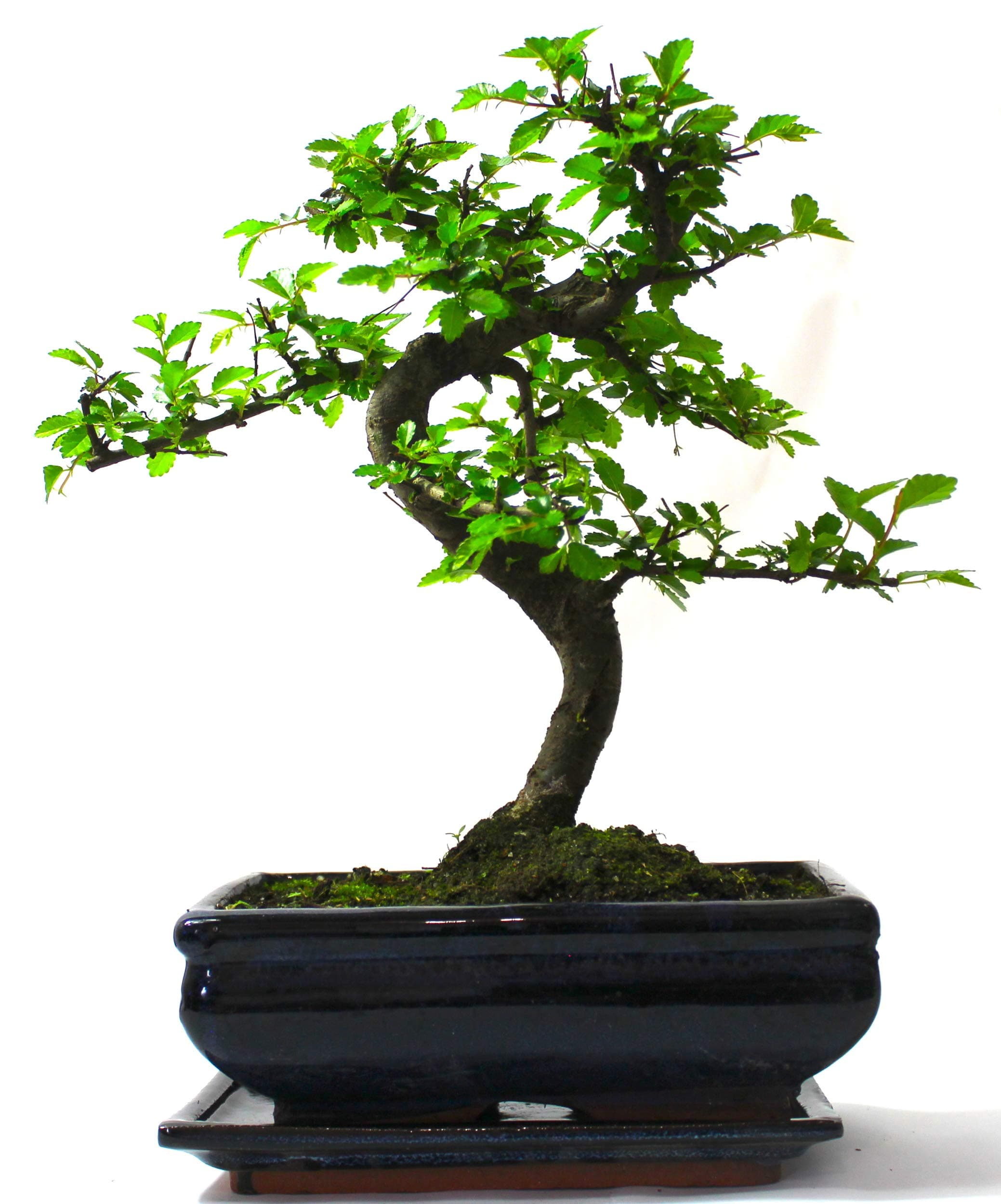 Large Chinese Elm Bonsai Tree S Trunk - Supplied with Ceramic drip Tray Blue Pot