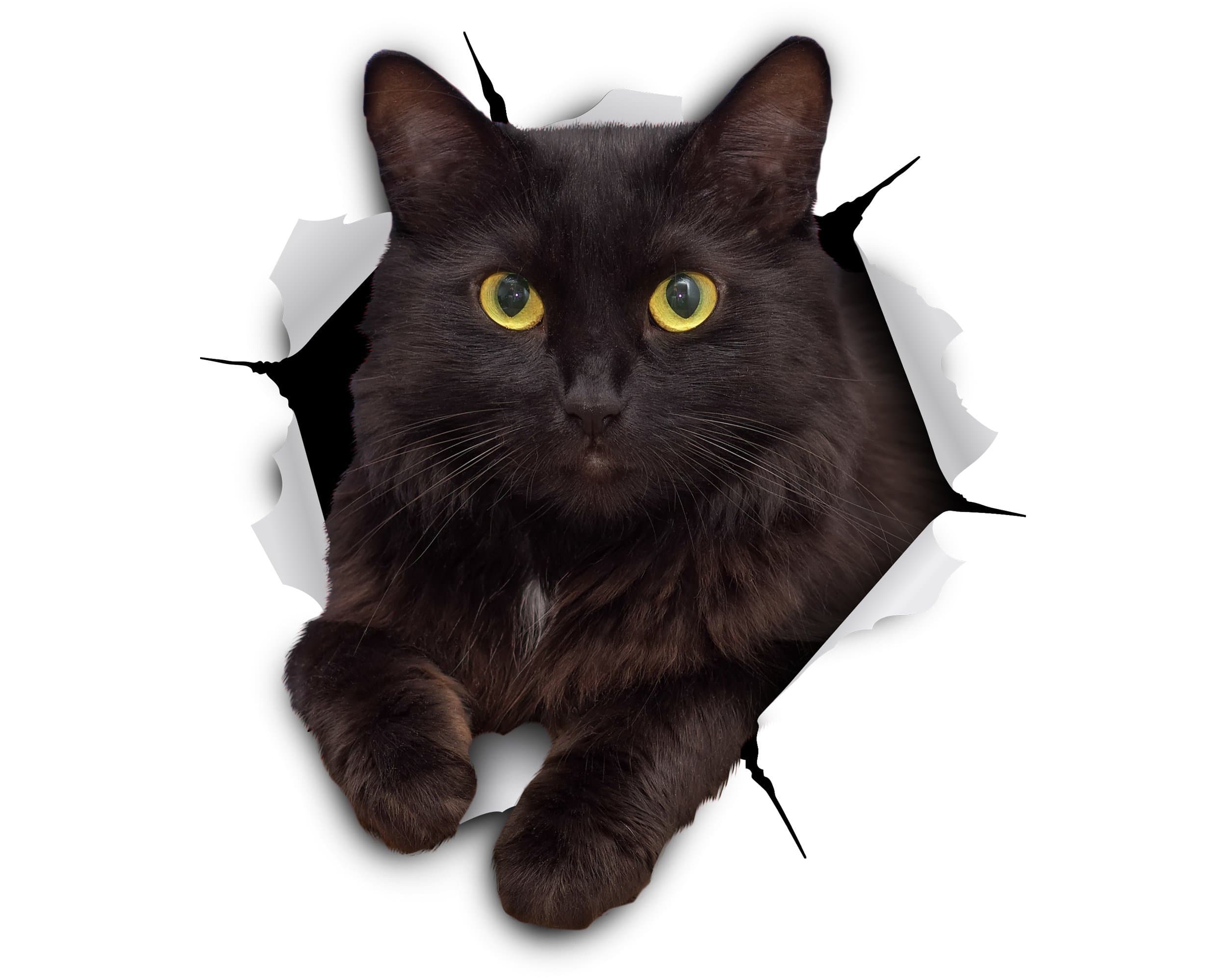 Winston & Bear 3D Cat Stickers - 2 Pack - Black Cat Wall Decals - Cat Lover Gifts - Cat Wall Stickers for Bedroom - Fridge - Toilet - Car - Retail Packaged (Cheeky Black Cat)