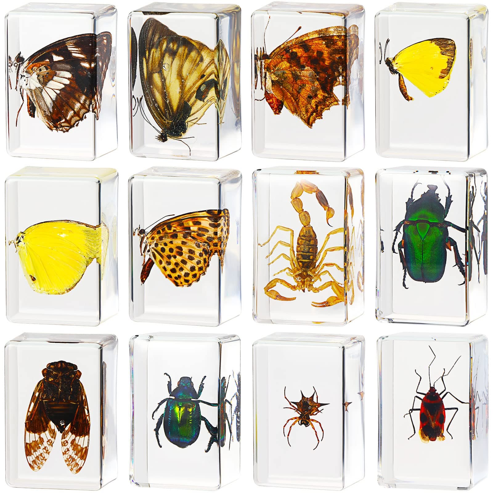 12 Pcs Bug Collection Kit for Kids Insect Specimens Real Specimens of Butterflies Beetles for Kids Classroom Science Education Animal Collection, Bug Preserved, Biology(Butterfly)