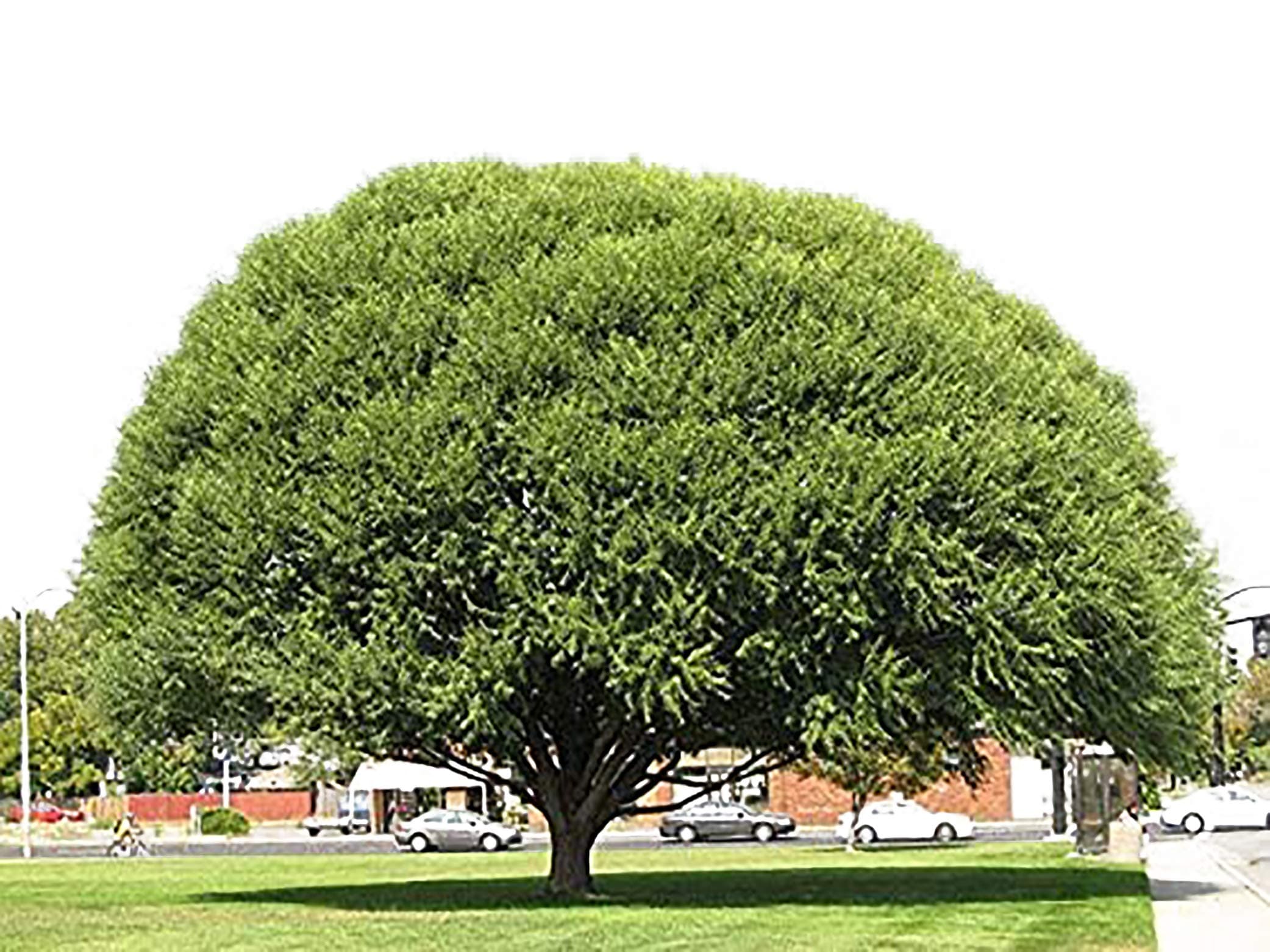 4 Globe Willow Trees - Shade or Privacy Tree - Fast Growing #BC2