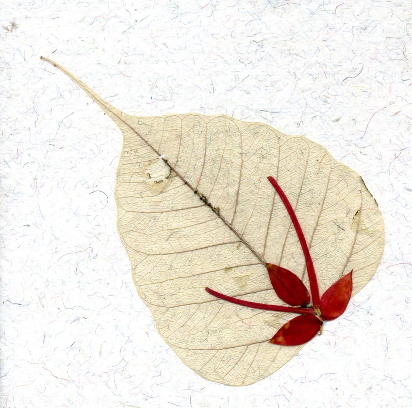 Greeting Card Note Card Pressed Flower on Peepal Leaf Handmade Paper Card Stock