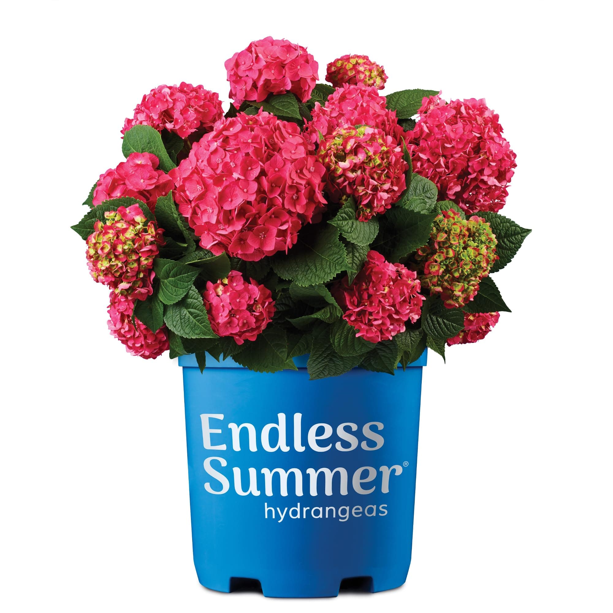 Endless Summer Hydrangea Summer Crush Hydrangea, 1 Gallon, Hot Pink Blooms with Green Foliage