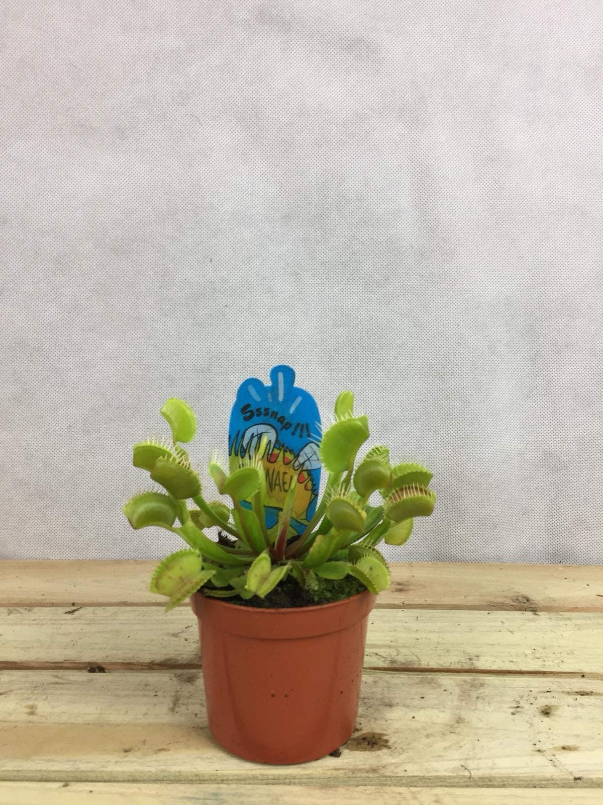 Venus Flytrap. - 1 plant