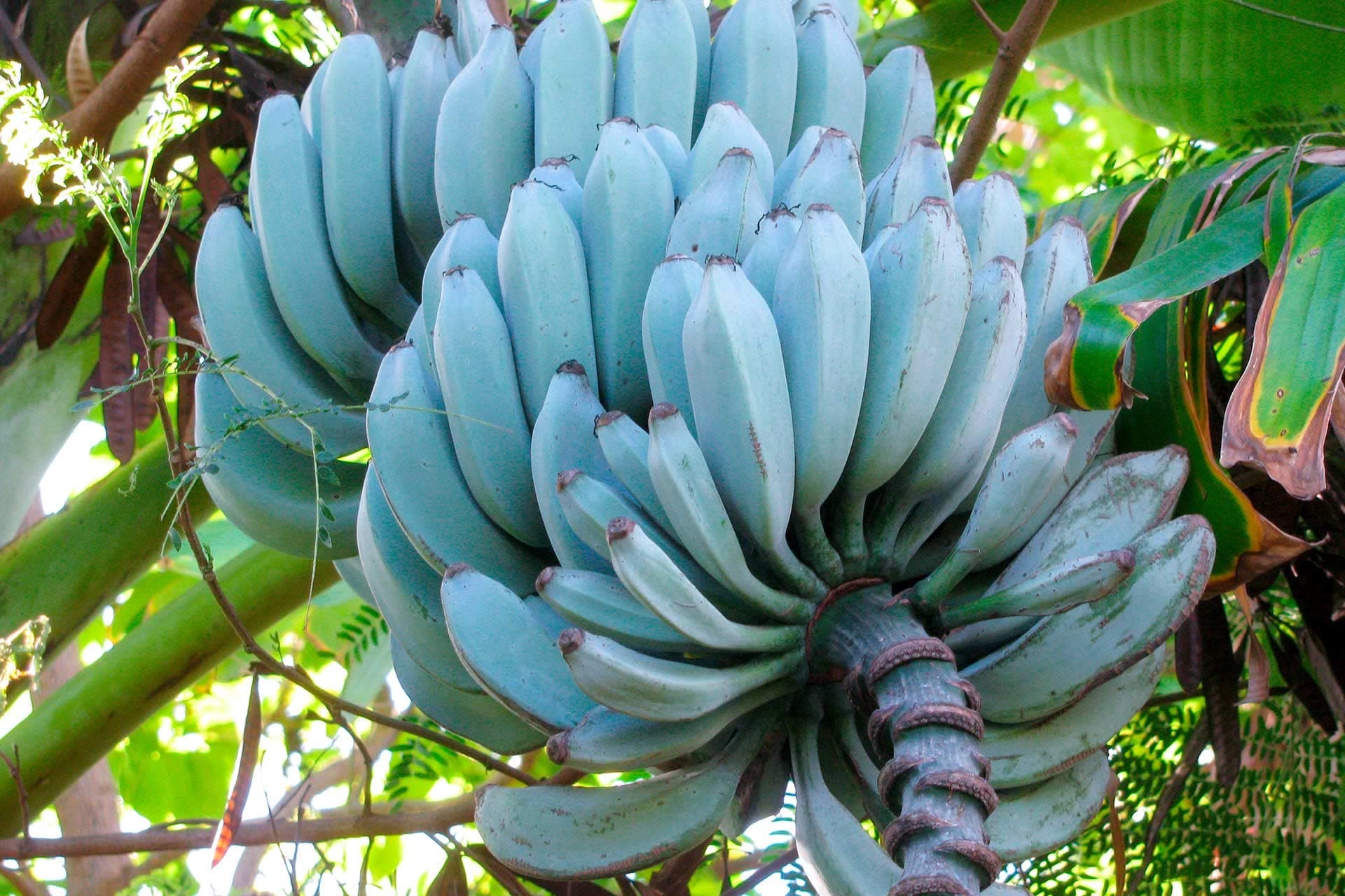 - Nursery Live Rare Banana " Blue Java " Exotic 10 Fruit Seeds for Growing