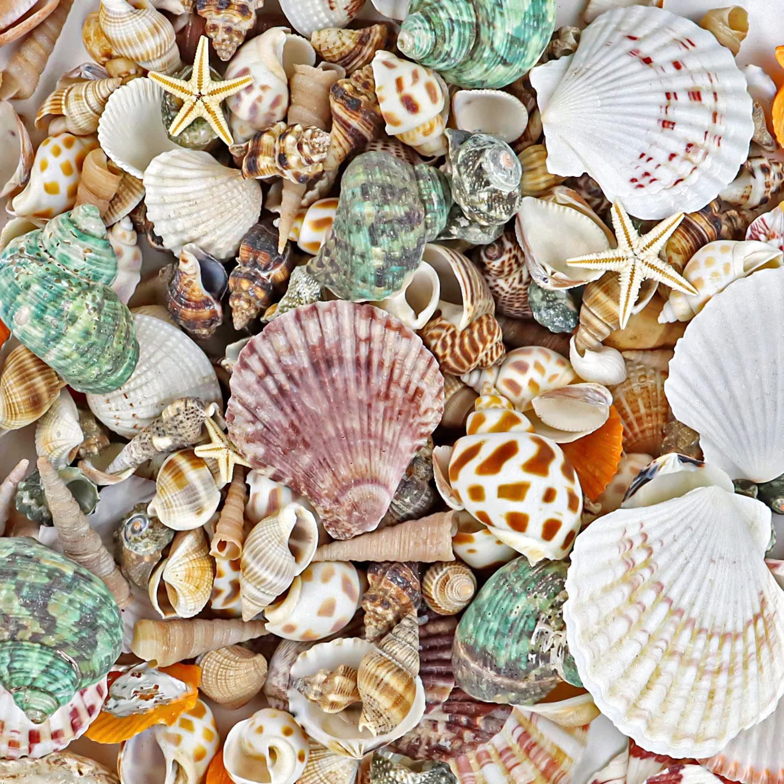 200+pcs Sea Shells Bulk Mixed Ocean Beach Seashells, Various Sizes Natural Seashells Starfish for Fish Tank, Home Decorations, Beach Theme Party, Candle Making, Wedding Decor, DIY Crafts
