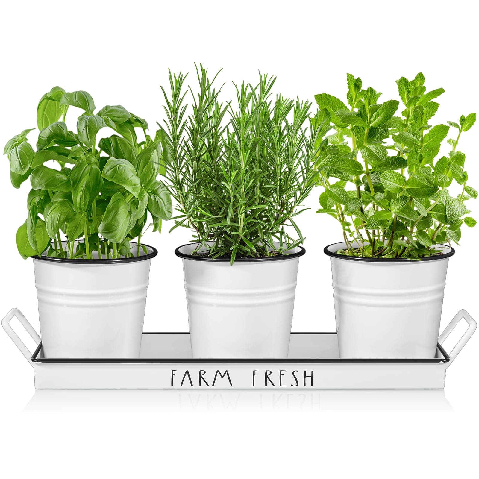 Herb Garden Planter Set with Tray