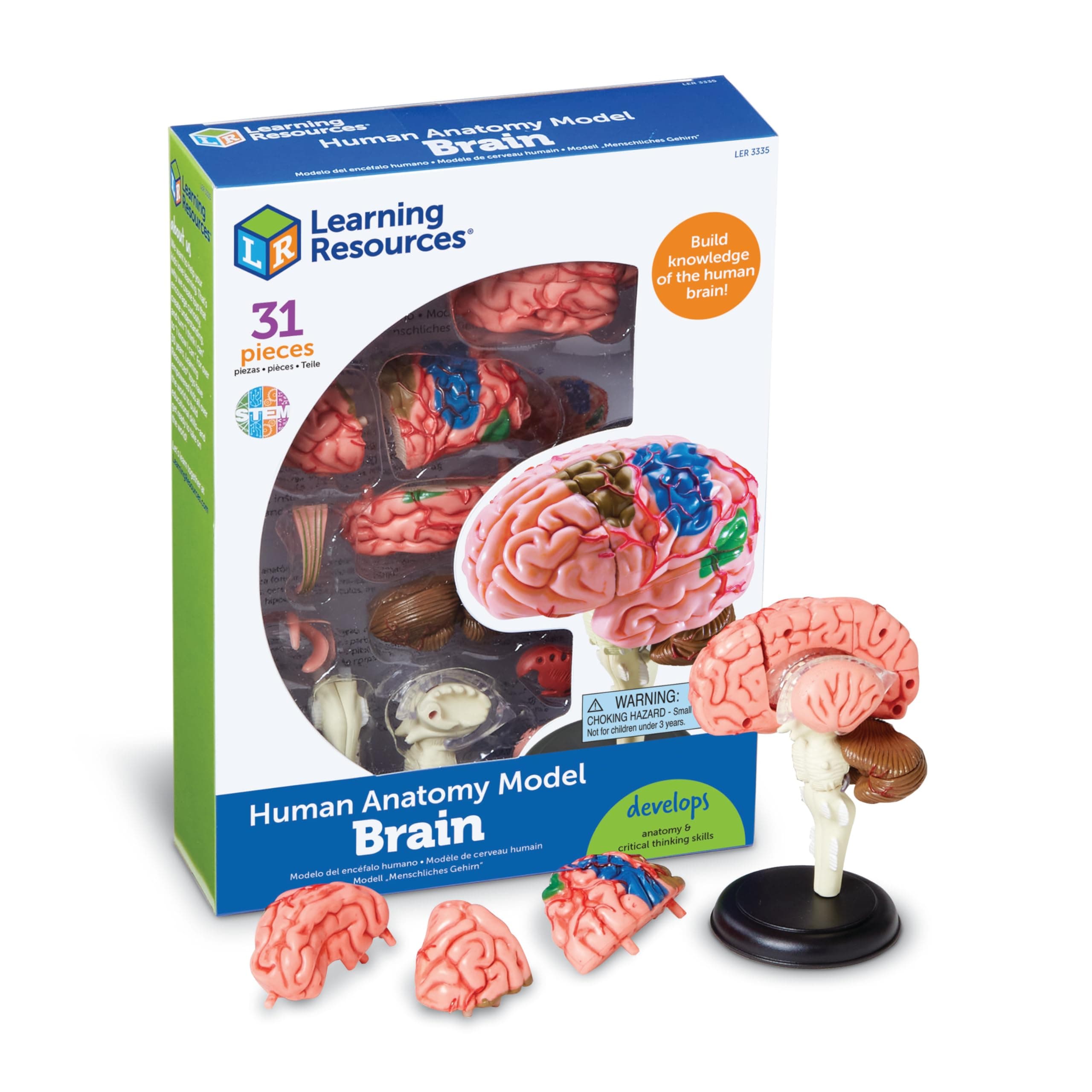 Learning Resources Brain Model - Anatomy and Science Classroom Must Haves, Neuro Health and Human Body Model, STEM Study Tools, Back to School Kits, Homeschool Gifts for Students