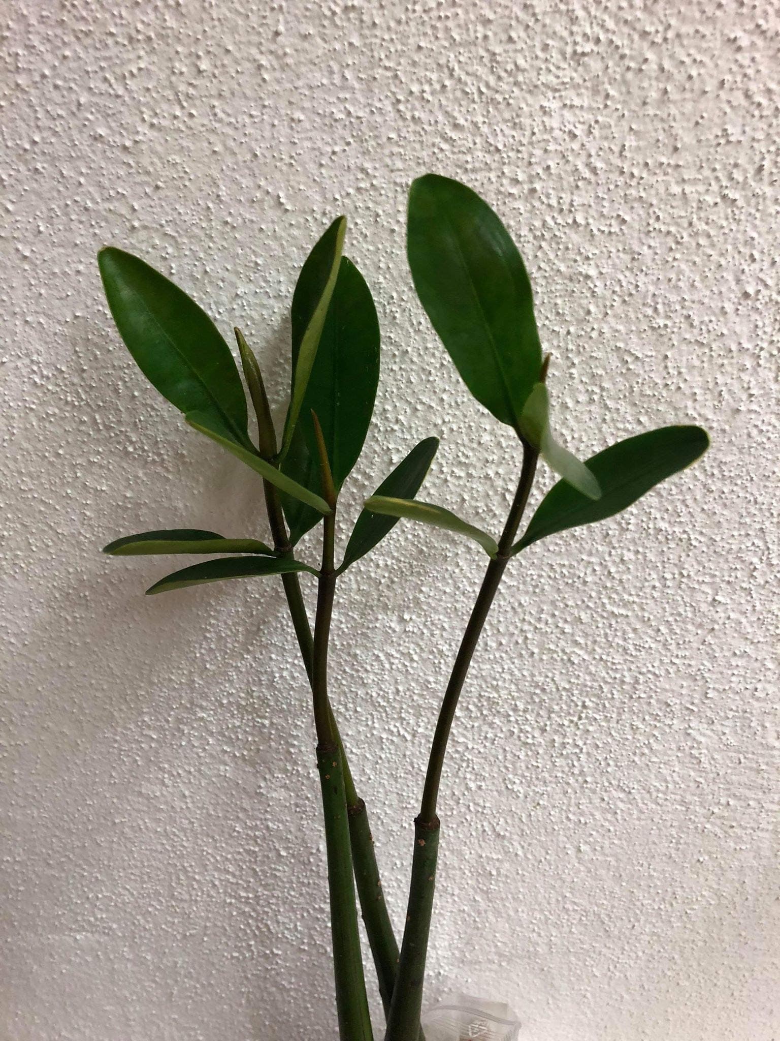 Red Mangrove (Rhizophora mangle) seedling --- !!!Only for a short time!!!---