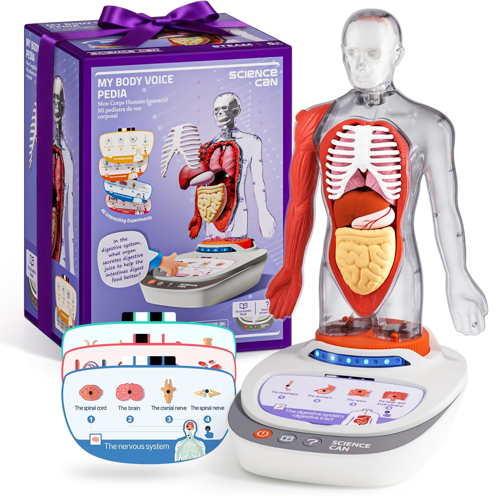 Science Can Human Body Model for Kids - Interactive Anatomy Model with 17 Pcs Removable Human Torso, STEM Educational Science Kit for Kids Aged 6+ Boys and Girls Gifts