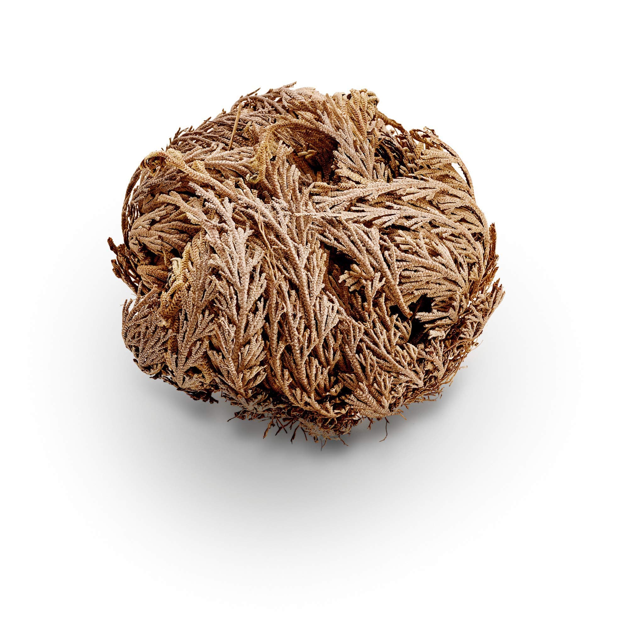 Rose Of Jericho-Whole