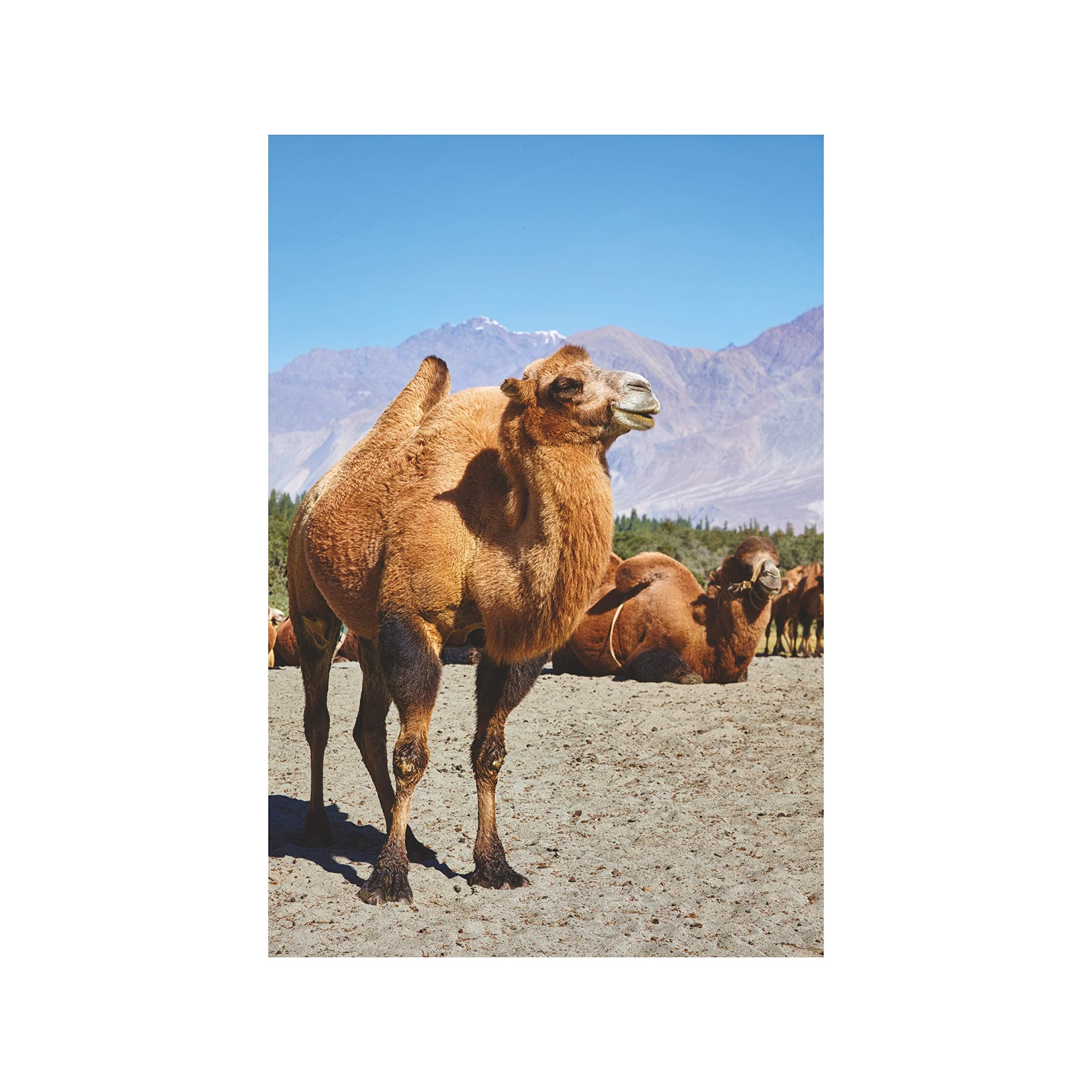 Anne Print Solutions® Camel Animal Poster (Without Frame) Pack Of 1 Pcs Size 13 Inch X 19 Inch* Multicolour