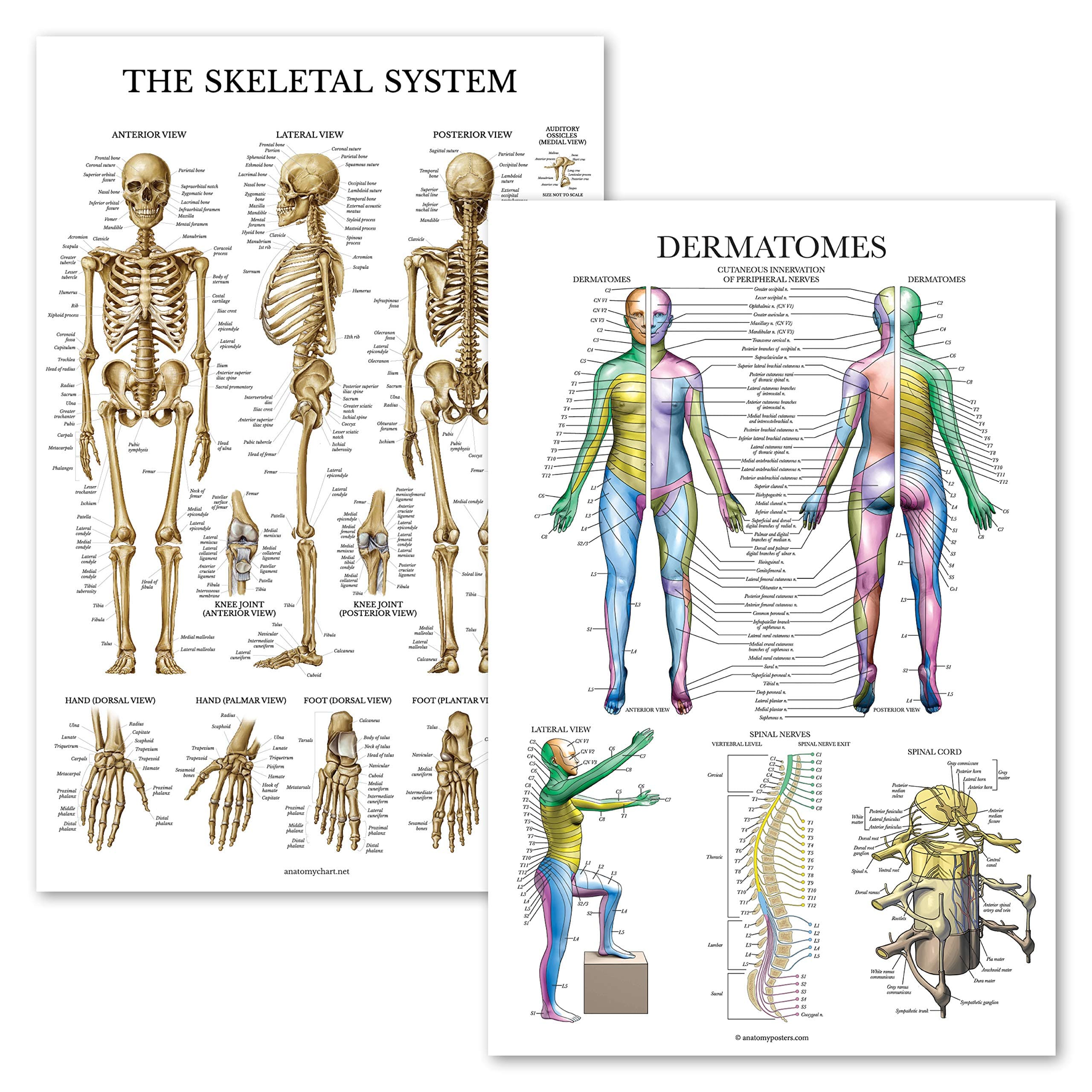 2 Pack - Skeletal System Anatomical Poster + Dermatomes & Nervous System Anatomy Chart - Laminated