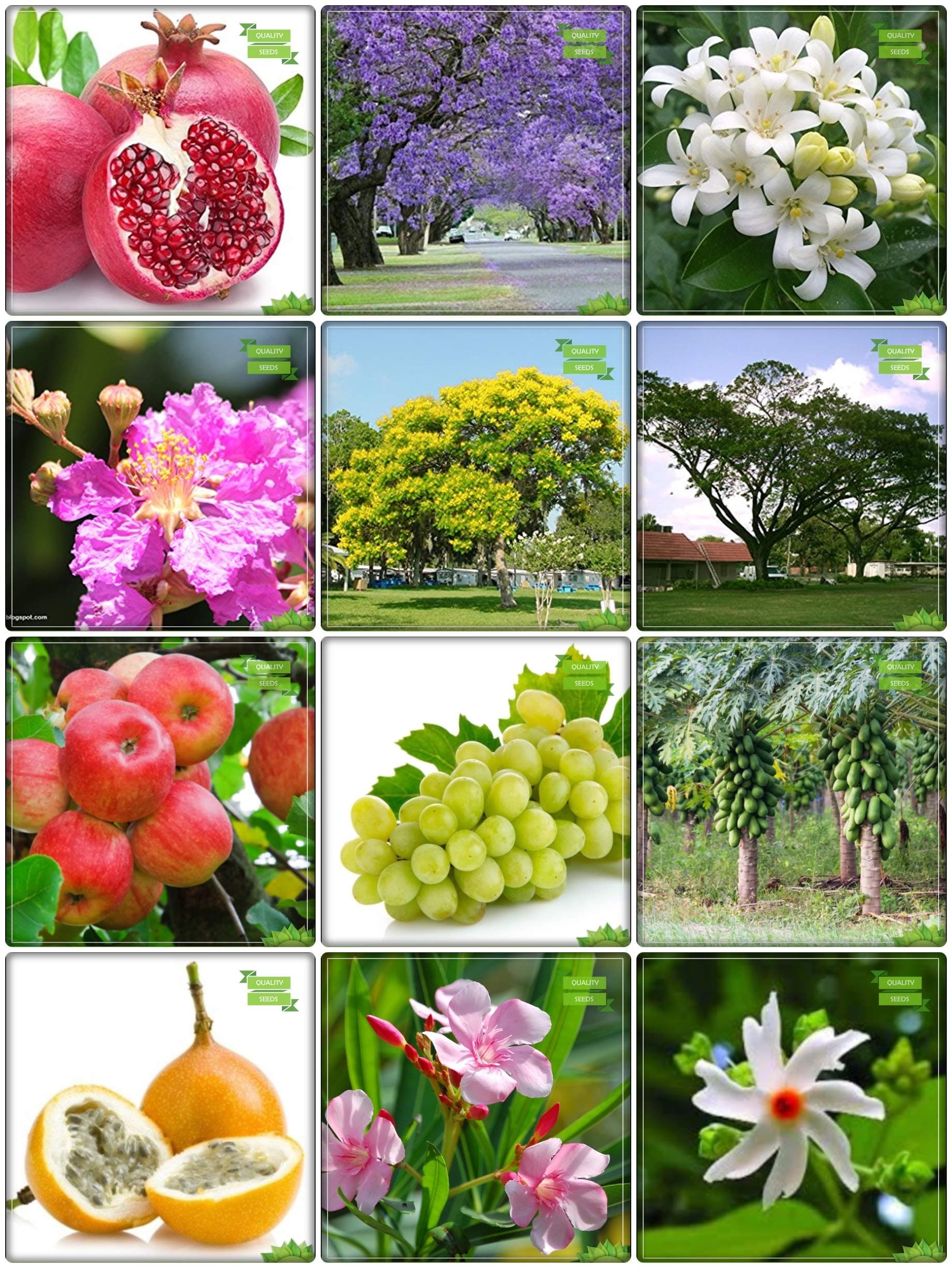 Creative Farmer Summer Combo Fruit & Tree Seeds : Jacaranda, Orange Jasmine, Queen Crape Myrtle, Peltophorum, Monkey Pod, Nerium Indicum, Queen Of The Night, Pomagranate, Apple, Grape, Papaya, Passion Fruit - Yellow For Gardening