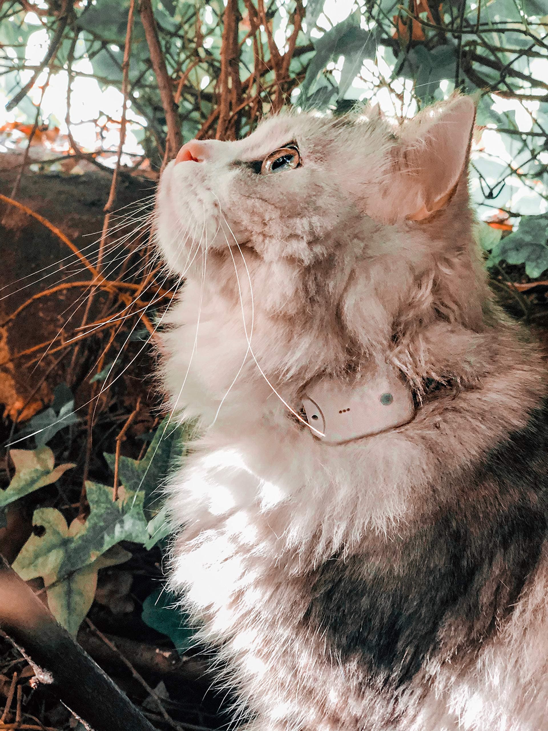 Cat Tracker RF finder longest Range up to 1600 ft lightest pet safety tracking device only 8gr small pets dog Pro-track-tor Pet Tracker for 2 CATS