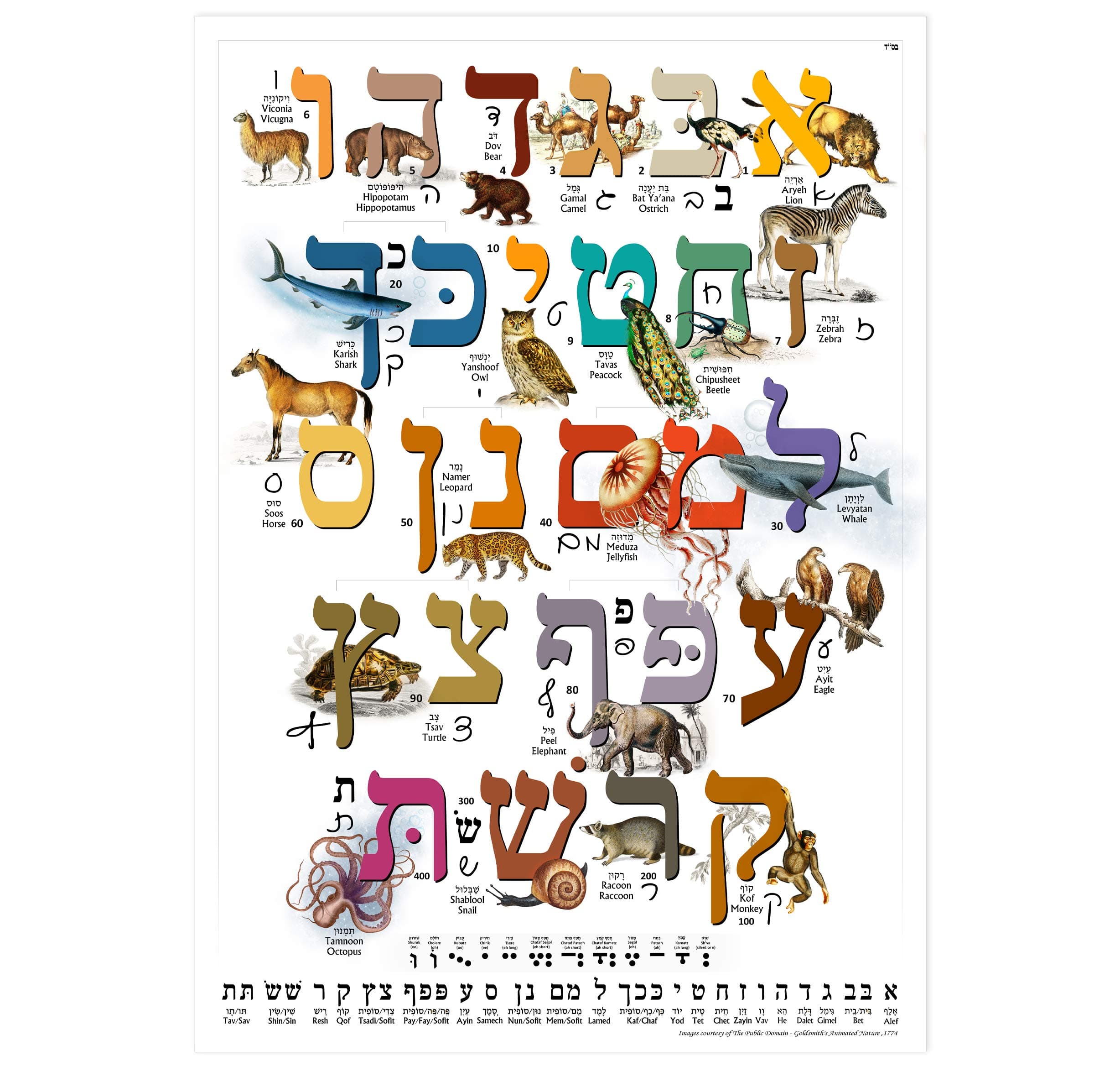 Illustrated Hebrew Aleph Bet Laminated Wall Chart with Animals ~ A Study Guide for Children. Print & Cursive Hebrew Alphabet (Alef Bet) Study Sheet (A3 11.7 x 16.5 in)