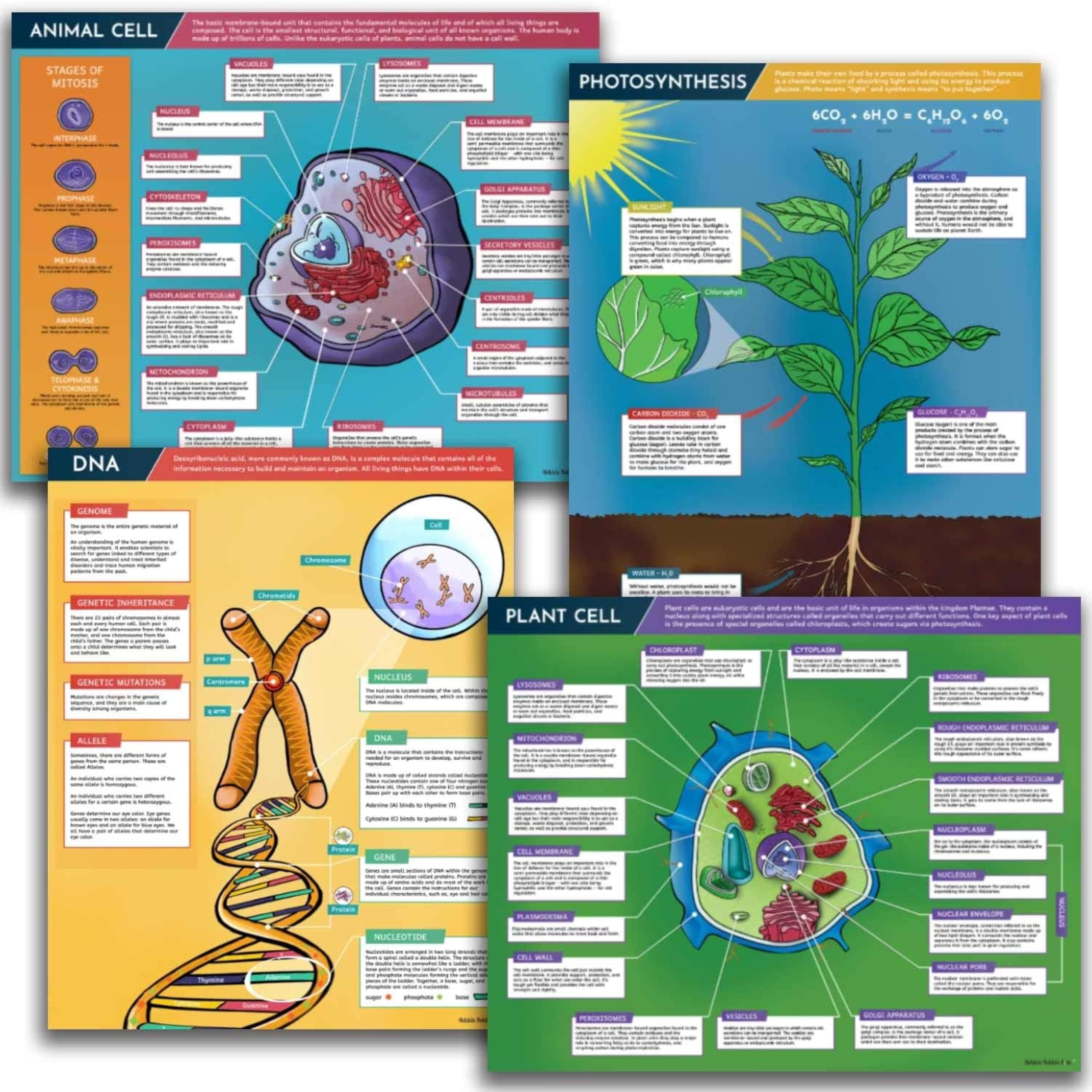 Science Posters for Classroom Decoration - 4 Biology Posters include DNA Poster, Photosynthesis, Plant Cell and Animal Cell. Each Poster is 16x20 inches. Made in USA with a Dry-Erase Gloss Laminate.