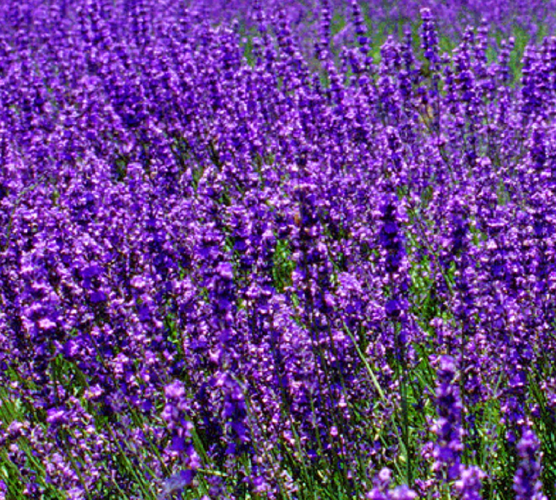 Lavender Scented Hot Spa Replacement Paraffin Wax