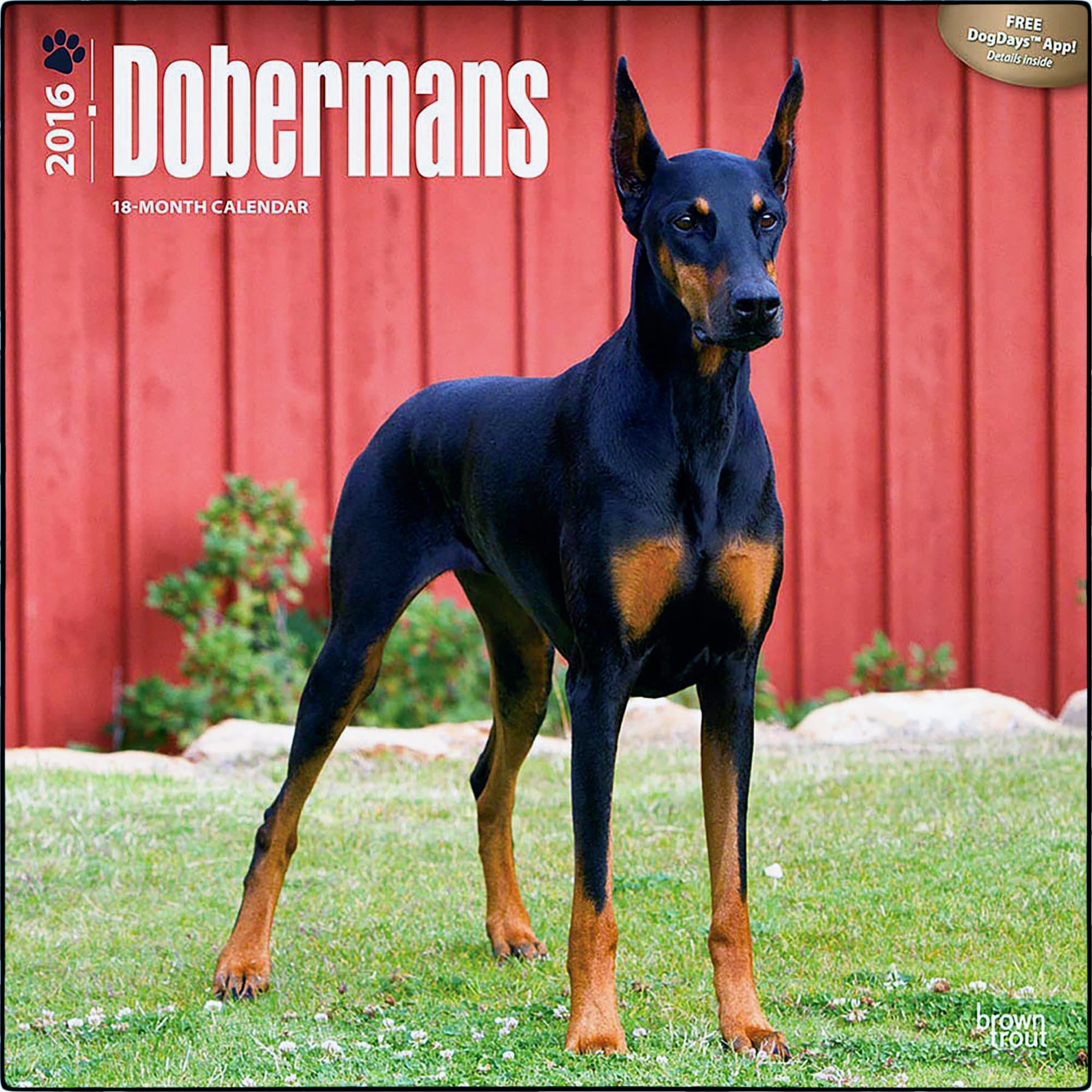 Dobermans - 2016 Calendar 12 x 12in